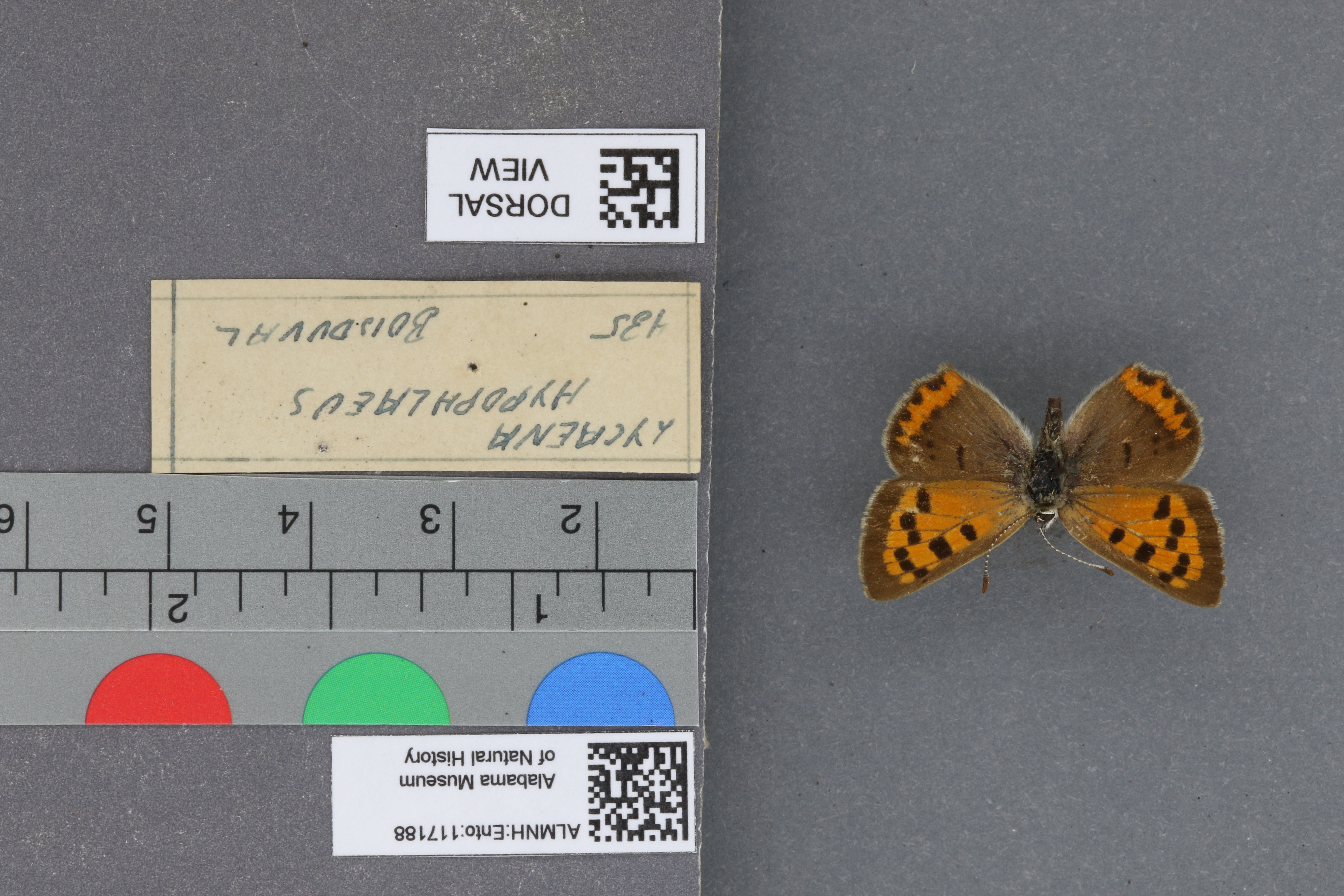 Lycaena phlaeas hypophlaeas