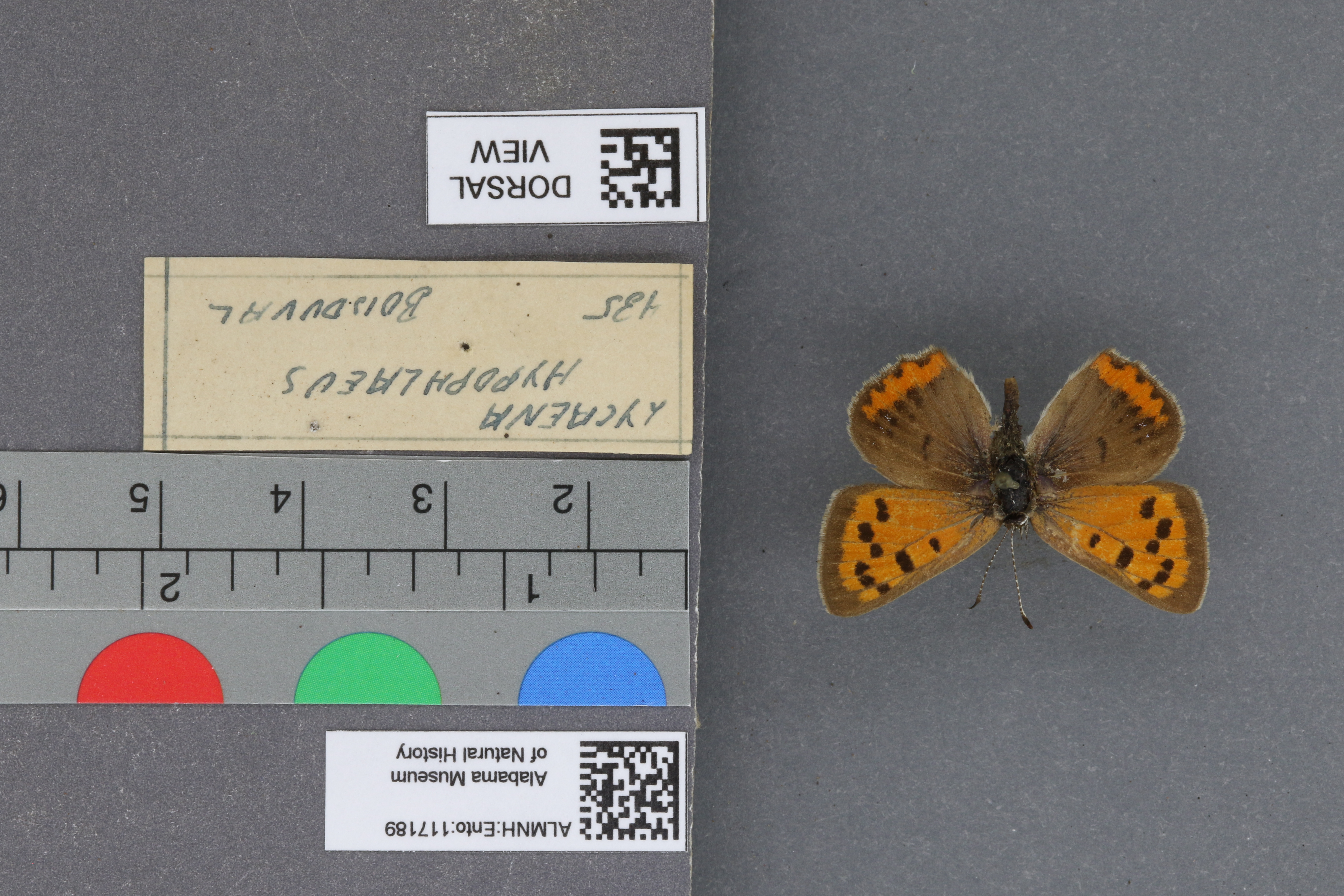 Lycaena phlaeas hypophlaeas