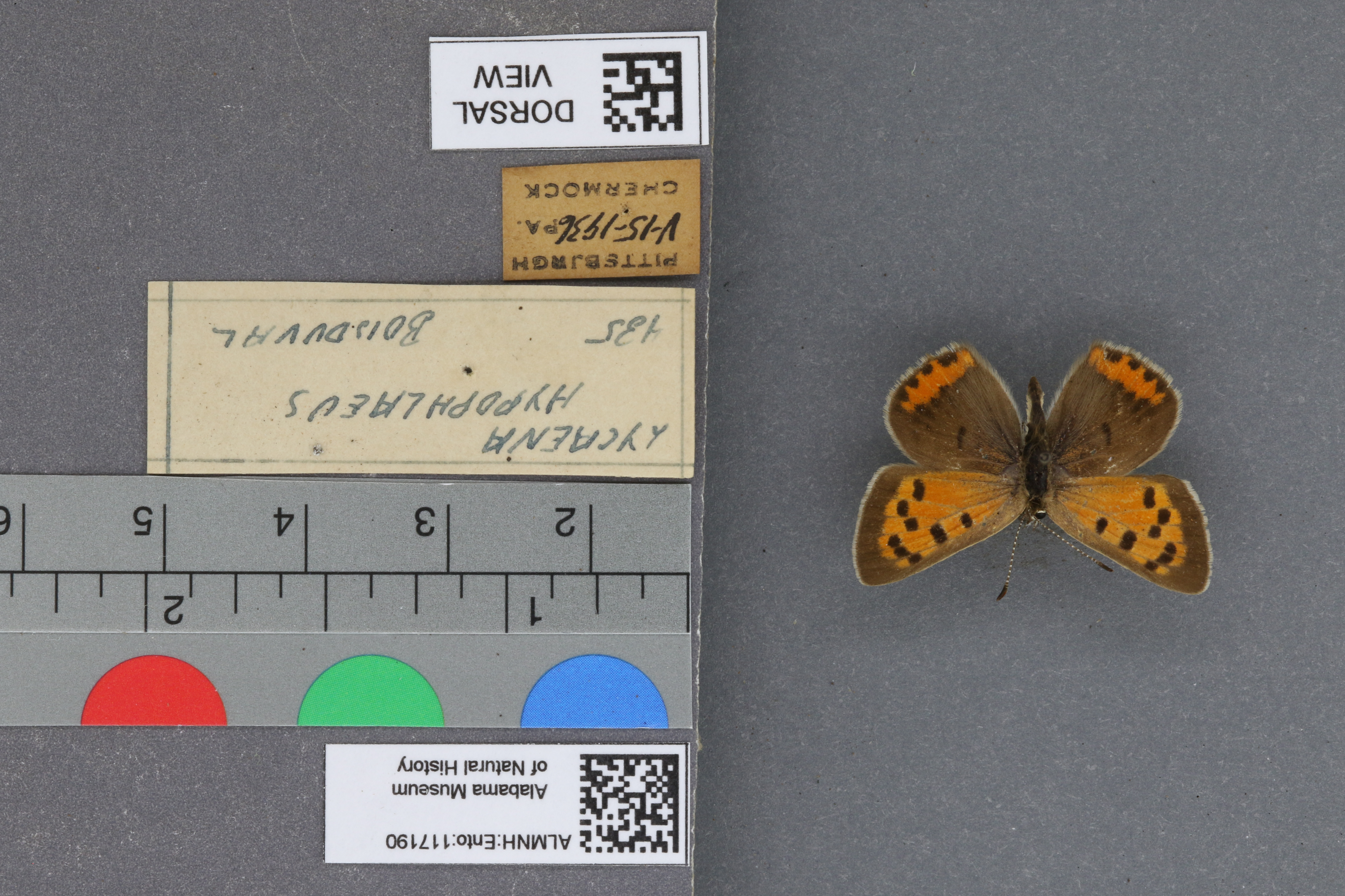 Lycaena phlaeas hypophlaeas