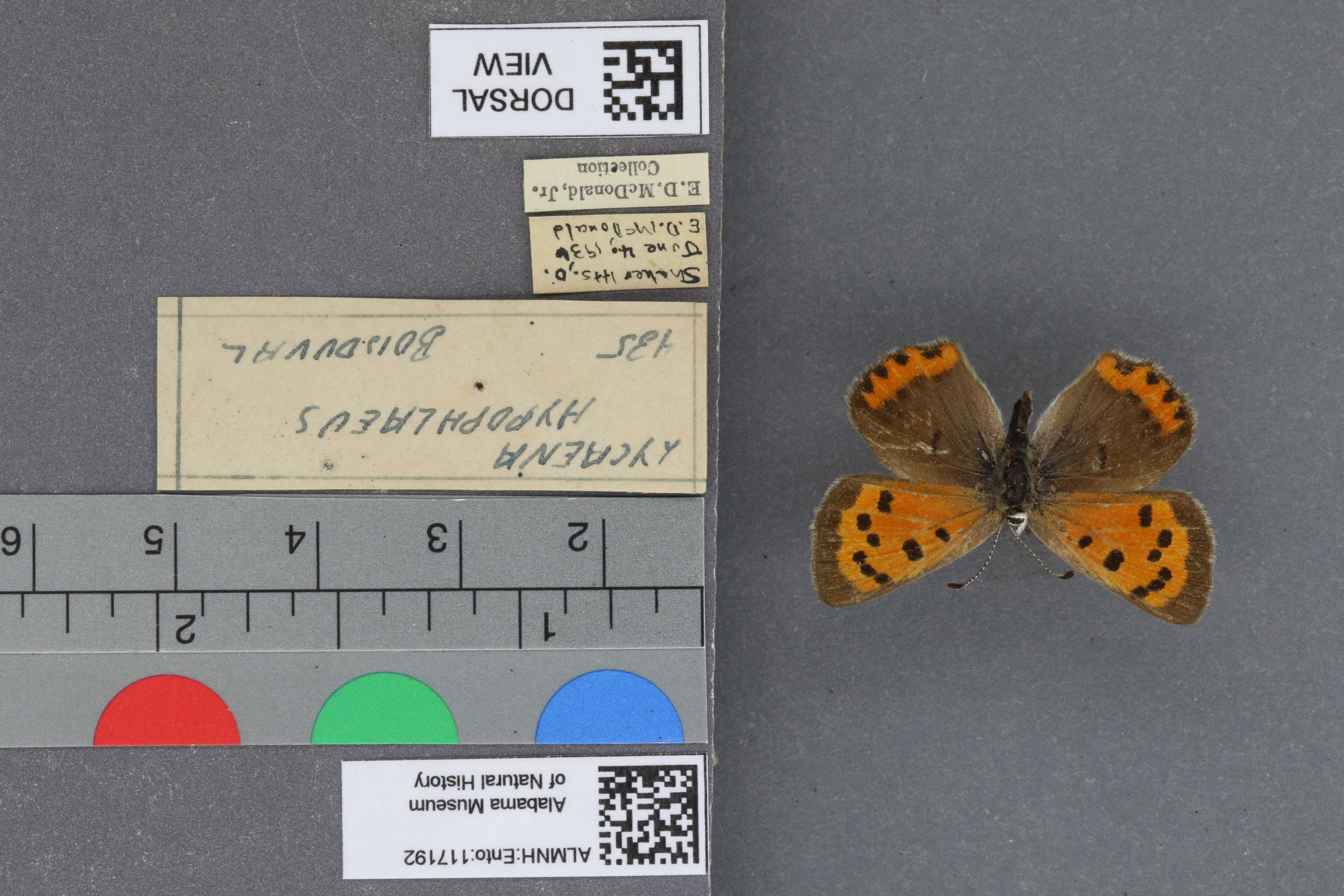 Lycaena phlaeas hypophlaeas