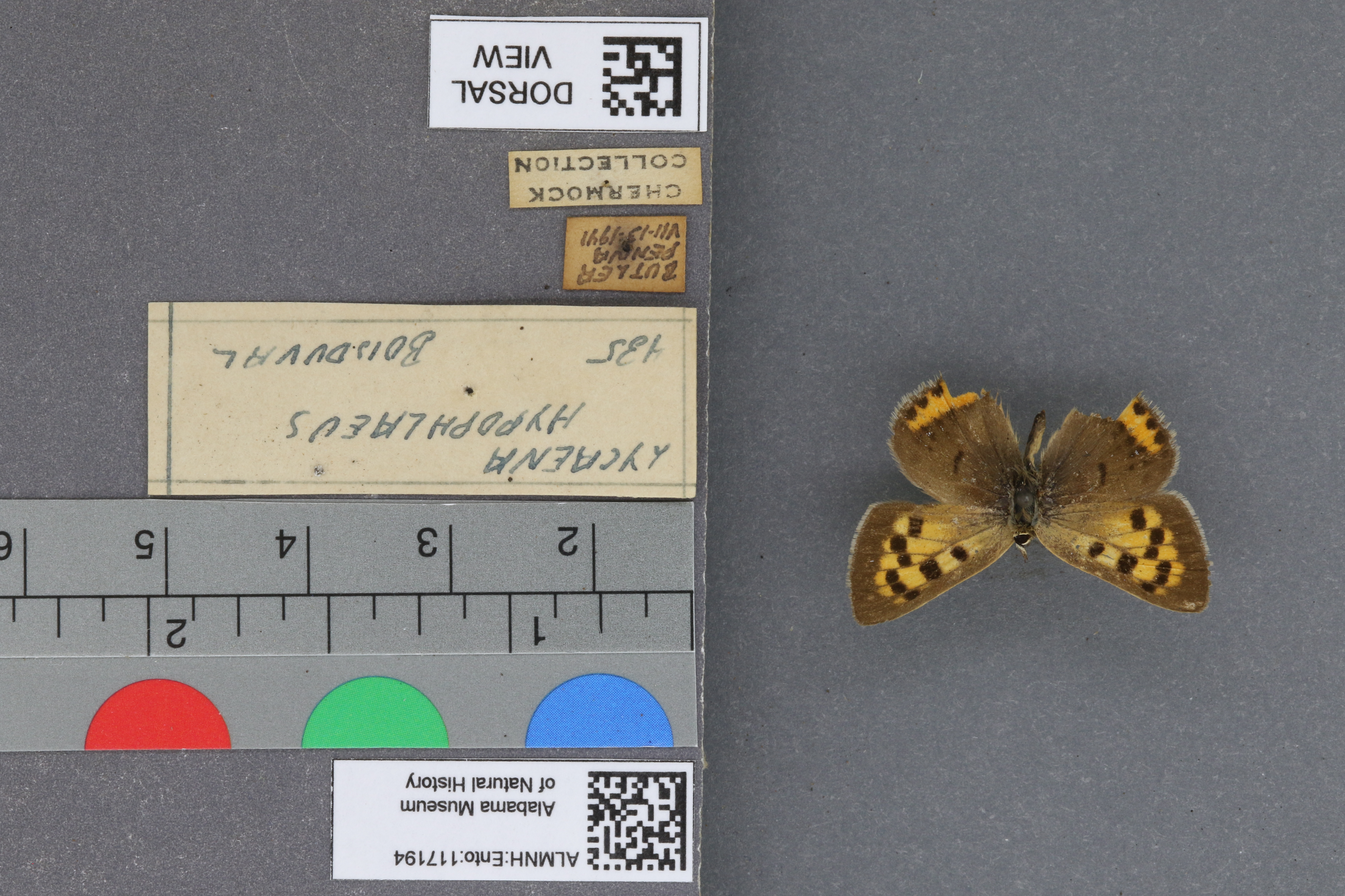 Lycaena phlaeas hypophlaeas