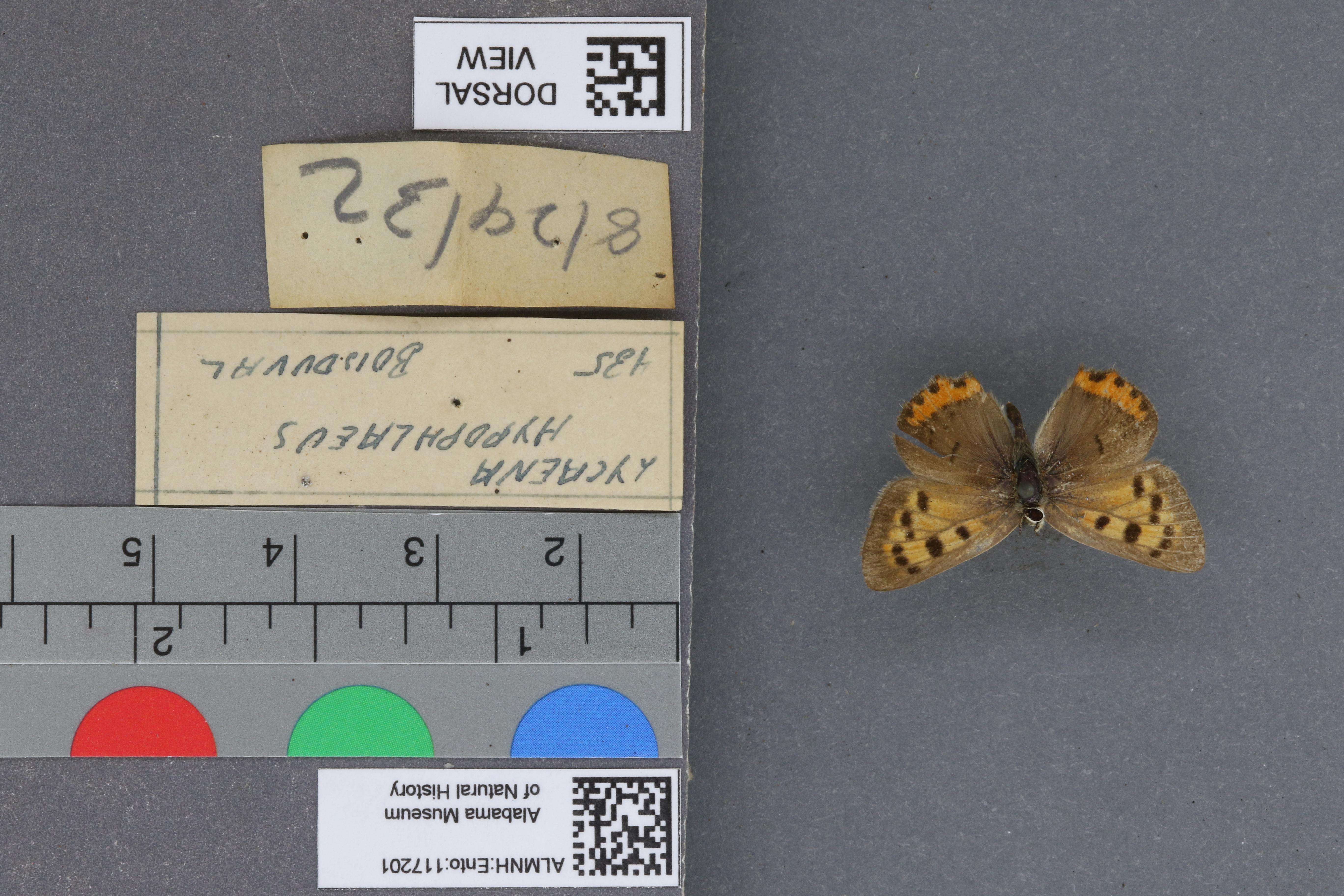 Lycaena phlaeas hypophlaeas
