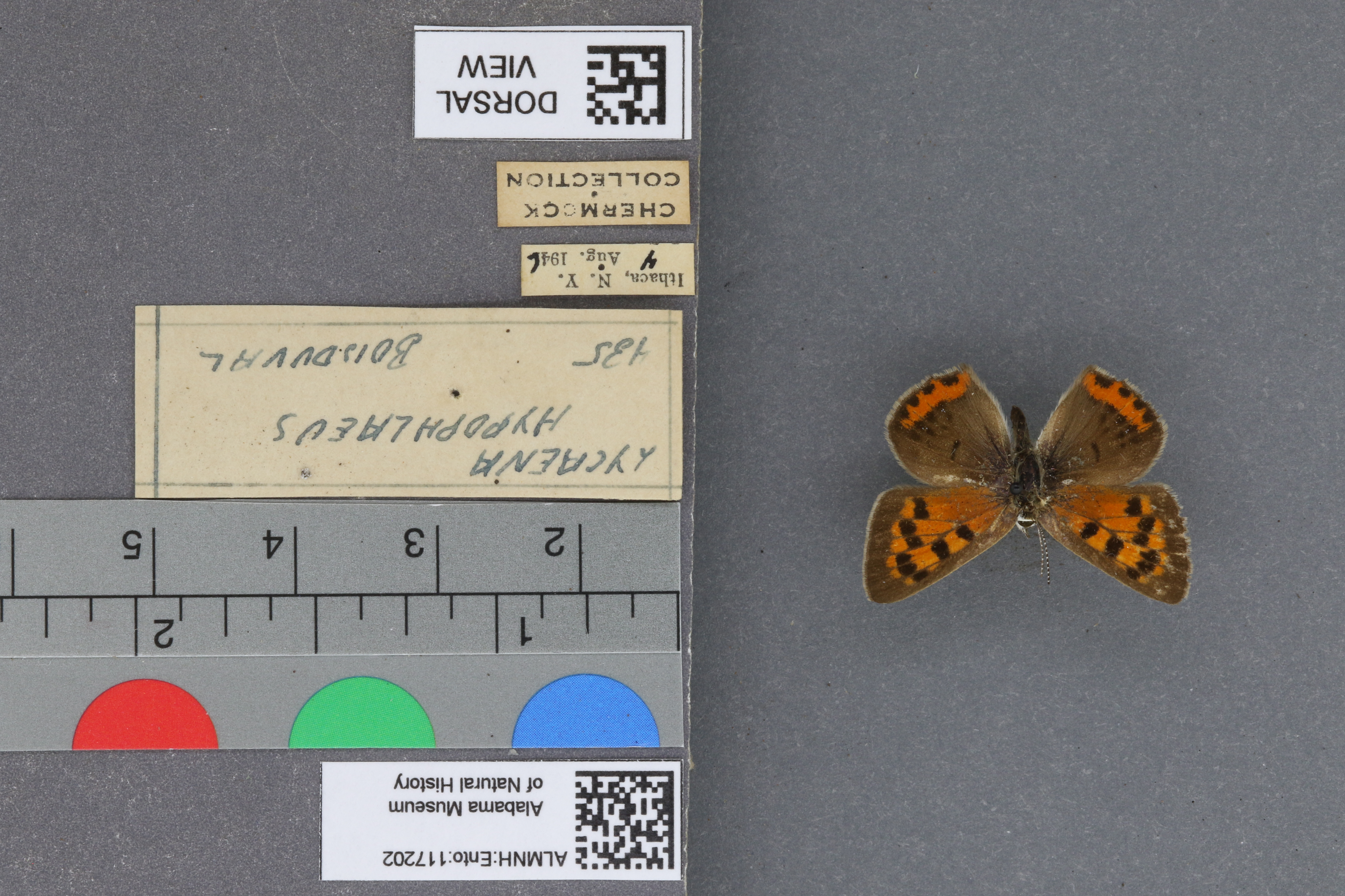 Lycaena phlaeas hypophlaeas