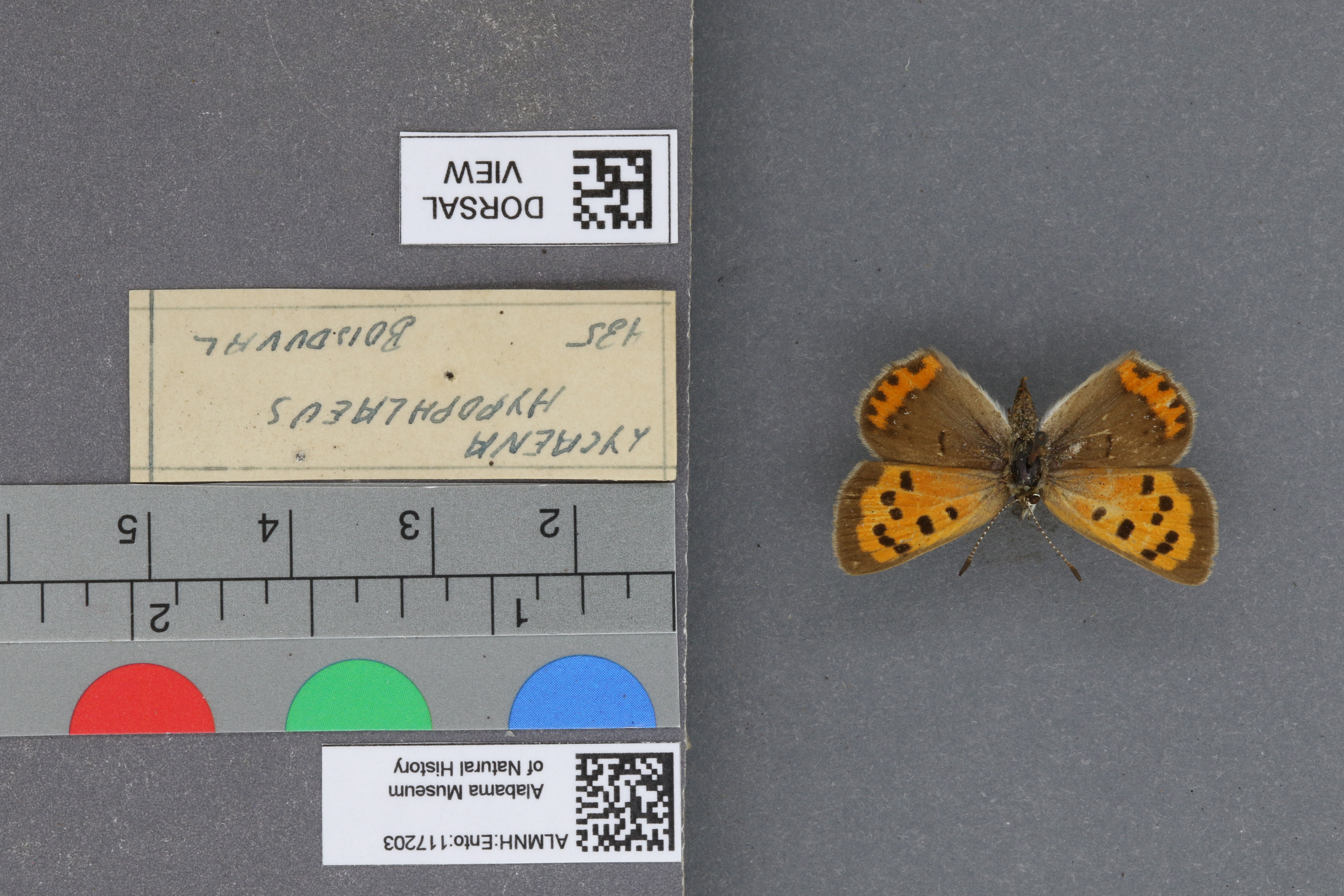 Lycaena phlaeas hypophlaeas