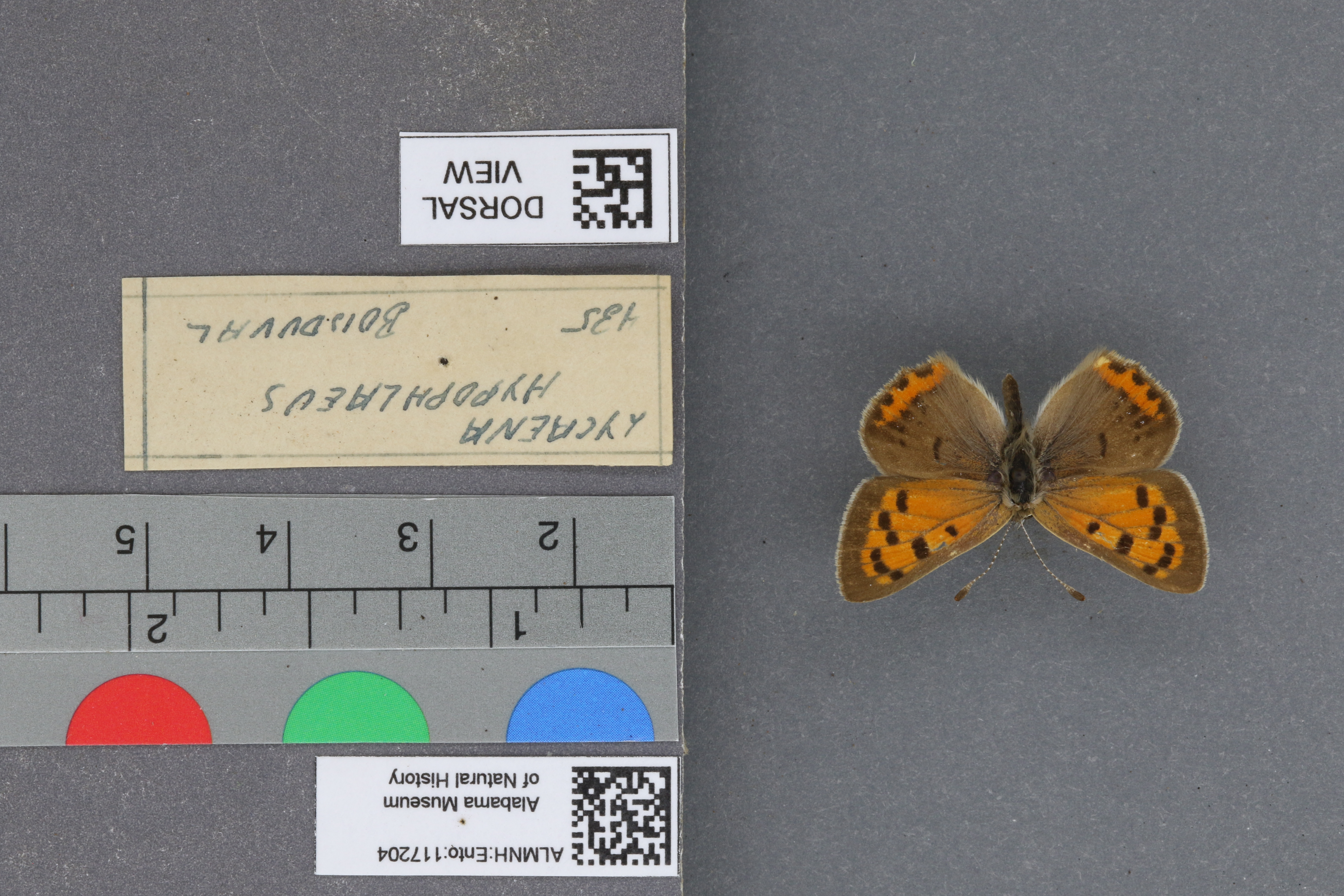 Lycaena phlaeas hypophlaeas