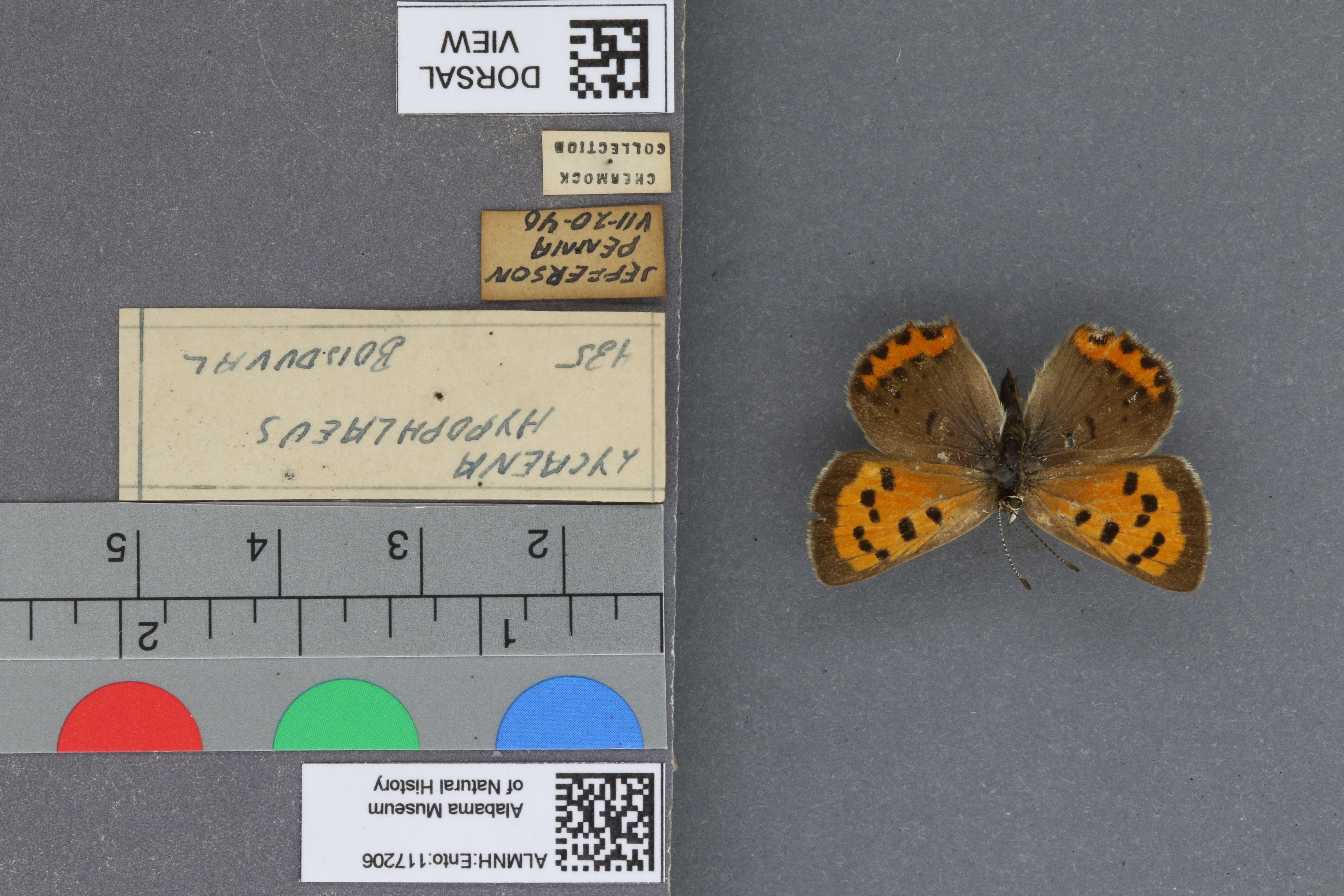 Lycaena phlaeas hypophlaeas