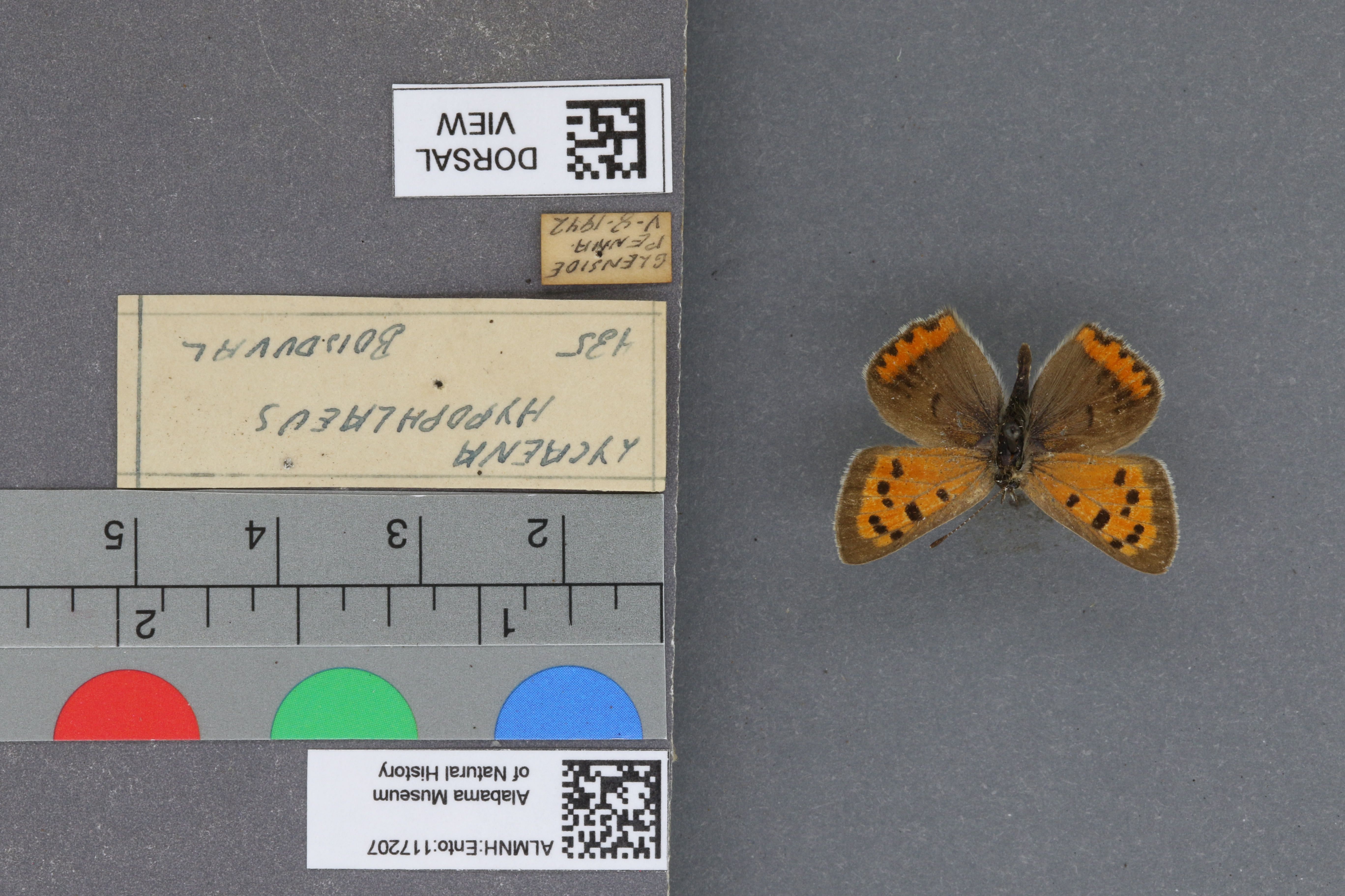 Lycaena phlaeas hypophlaeas