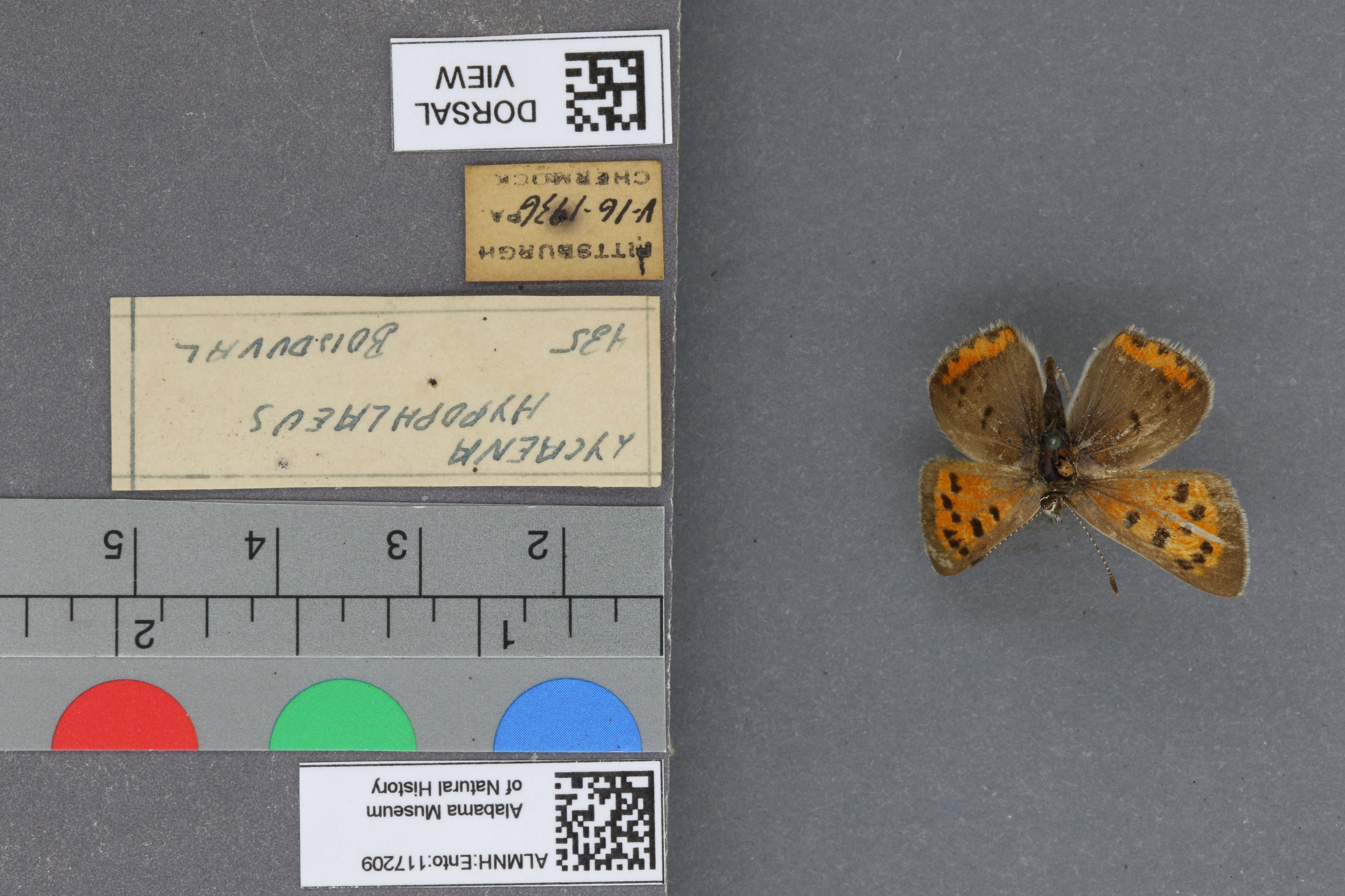 Lycaena phlaeas hypophlaeas