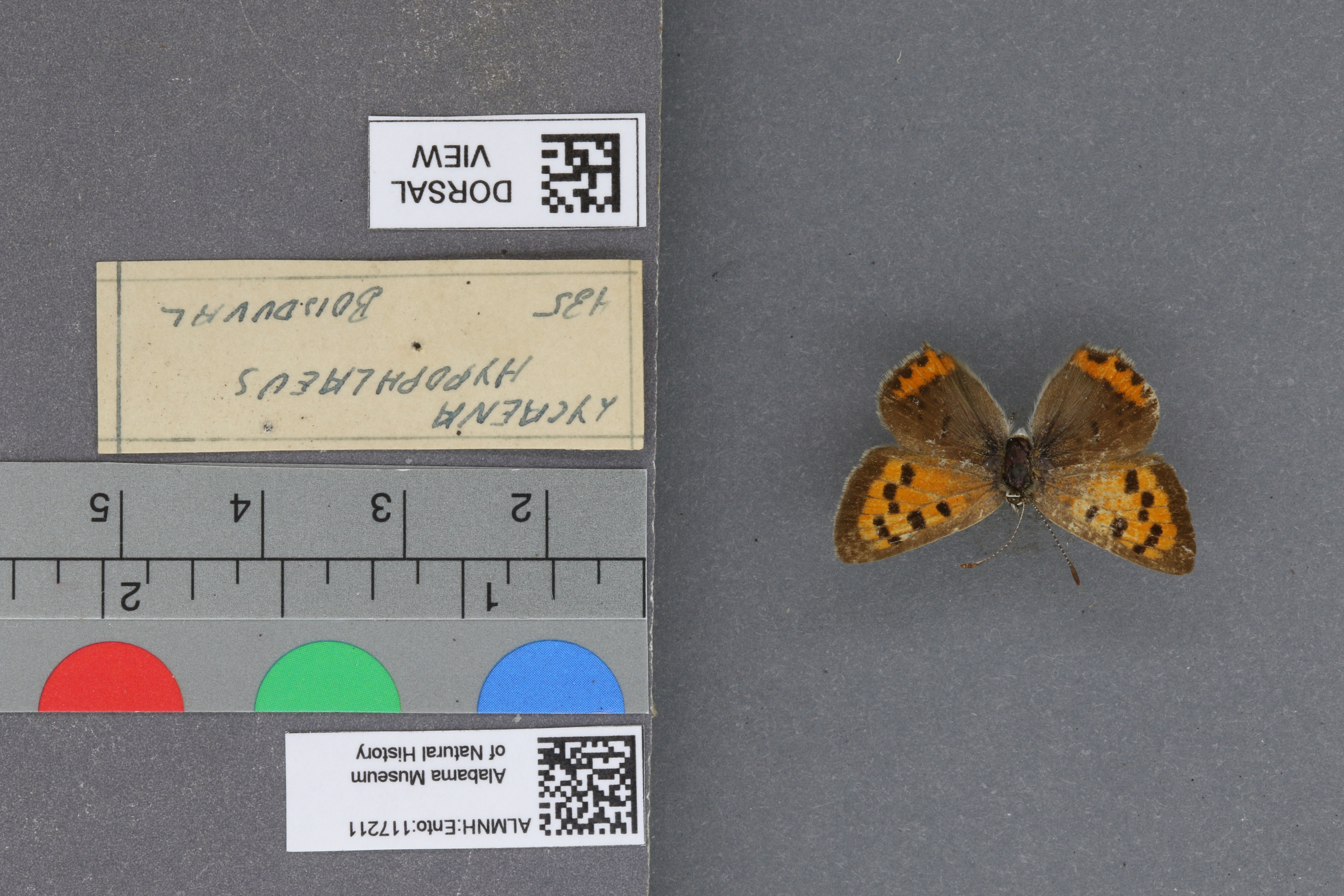 Lycaena phlaeas hypophlaeas