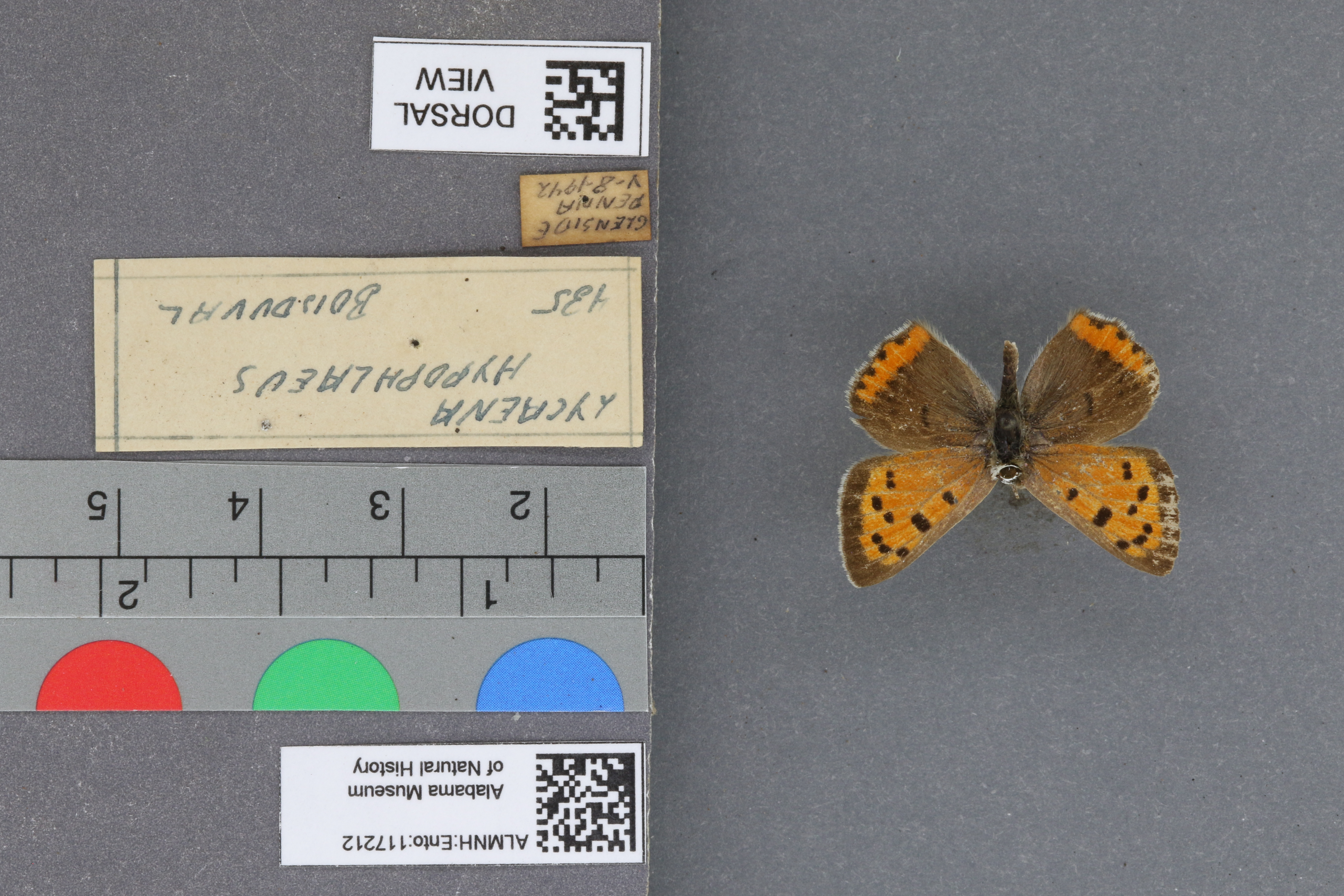 Lycaena phlaeas hypophlaeas