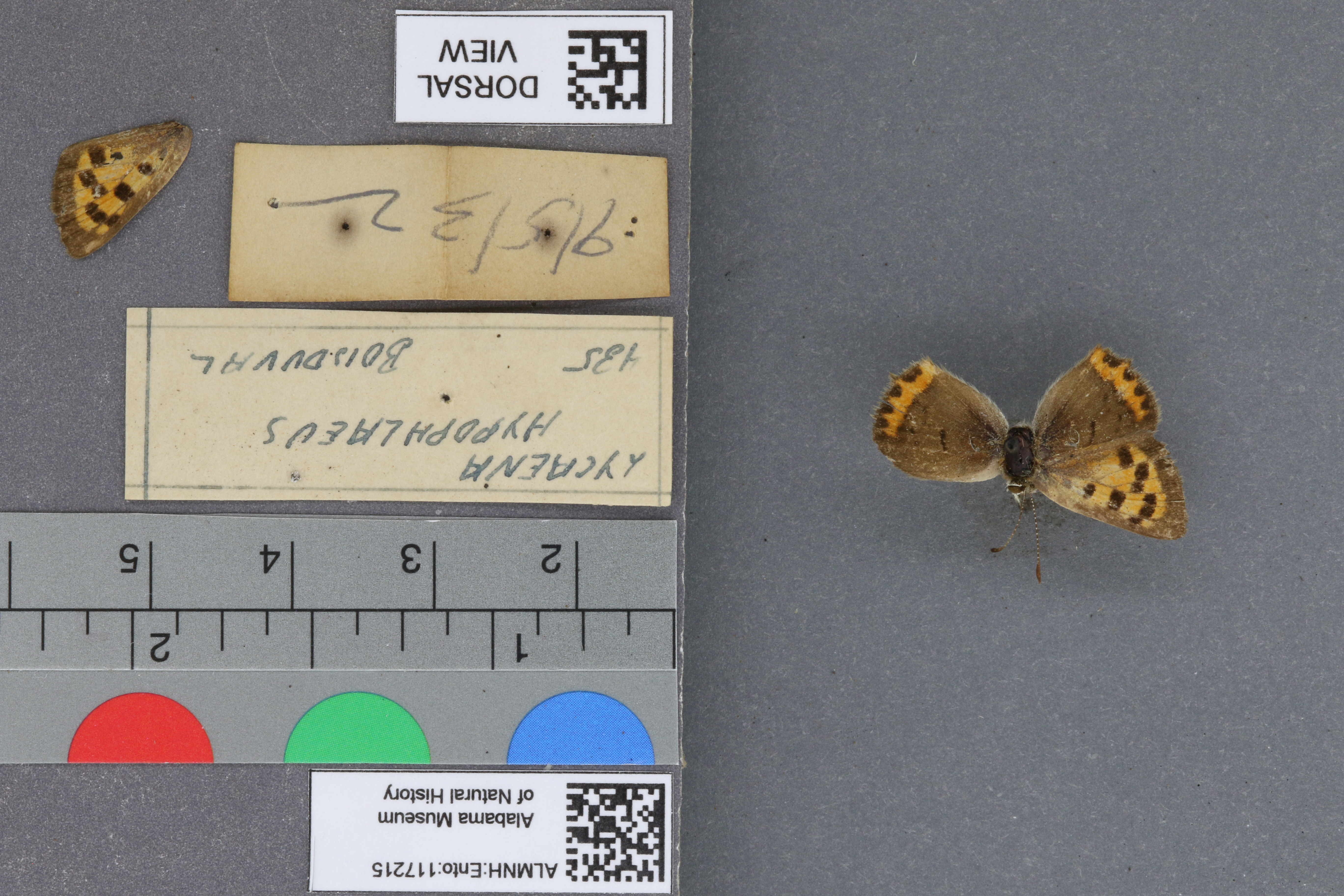 Lycaena phlaeas hypophlaeas