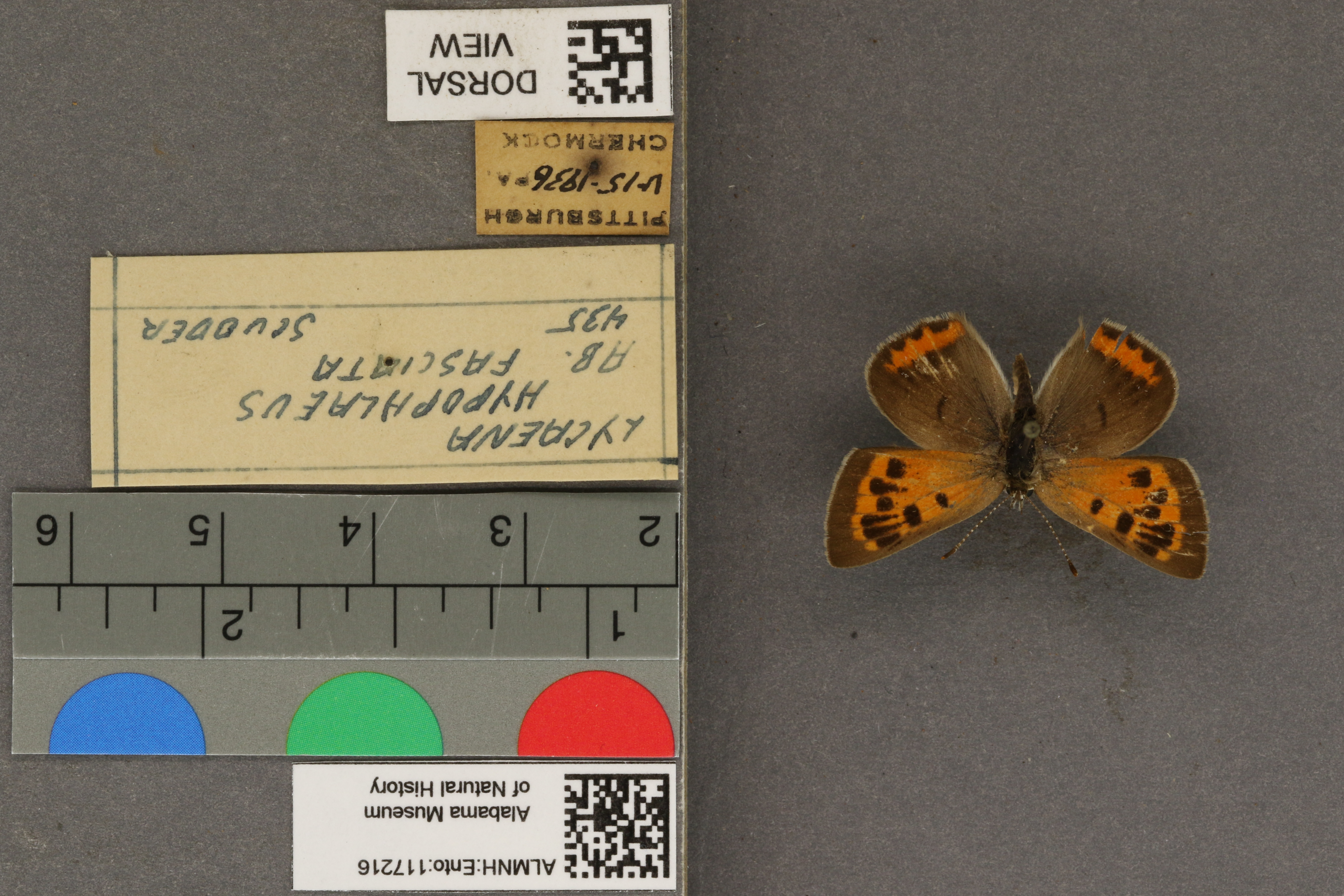 Lycaena phlaeas hypophlaeas