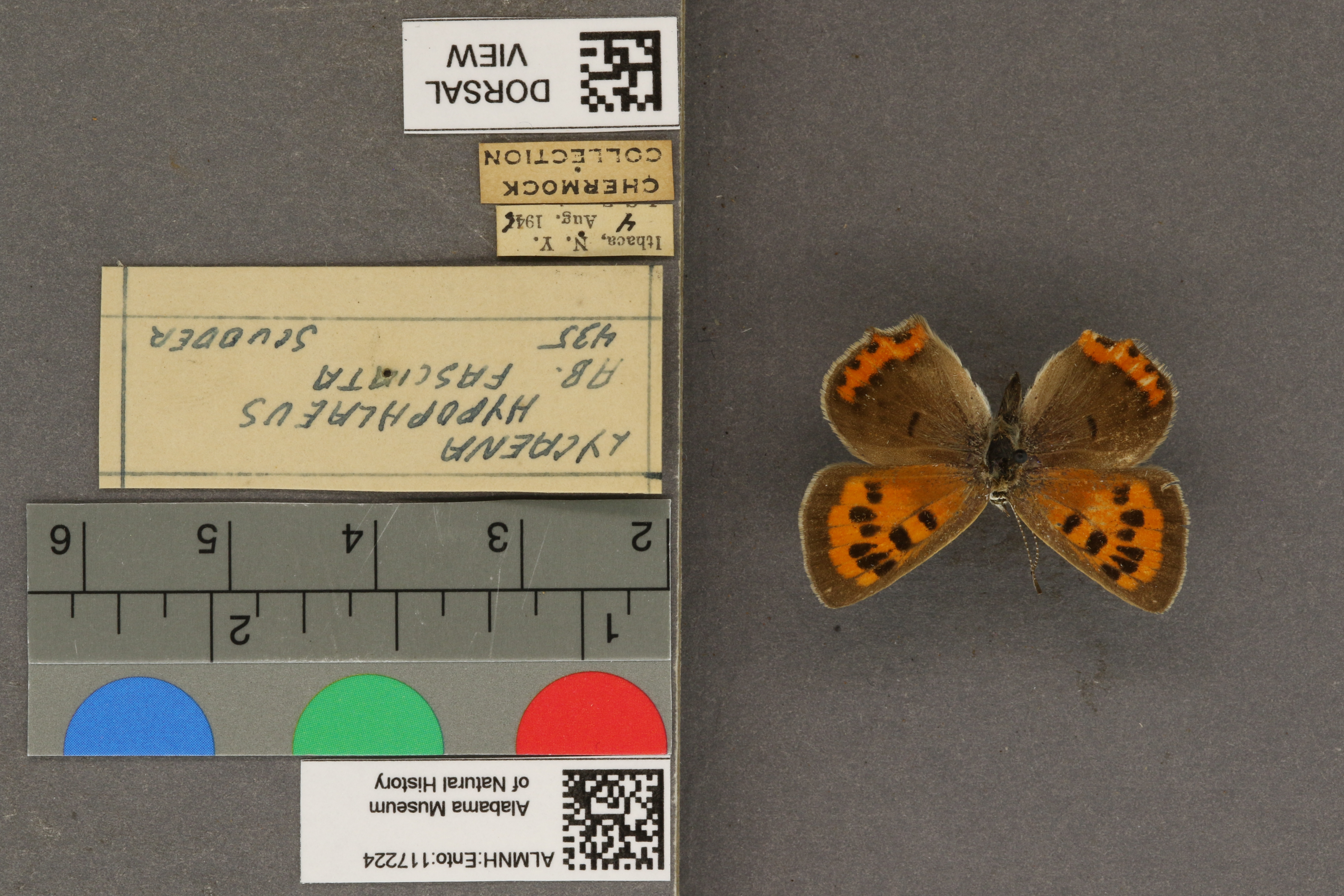 Lycaena phlaeas hypophlaeas