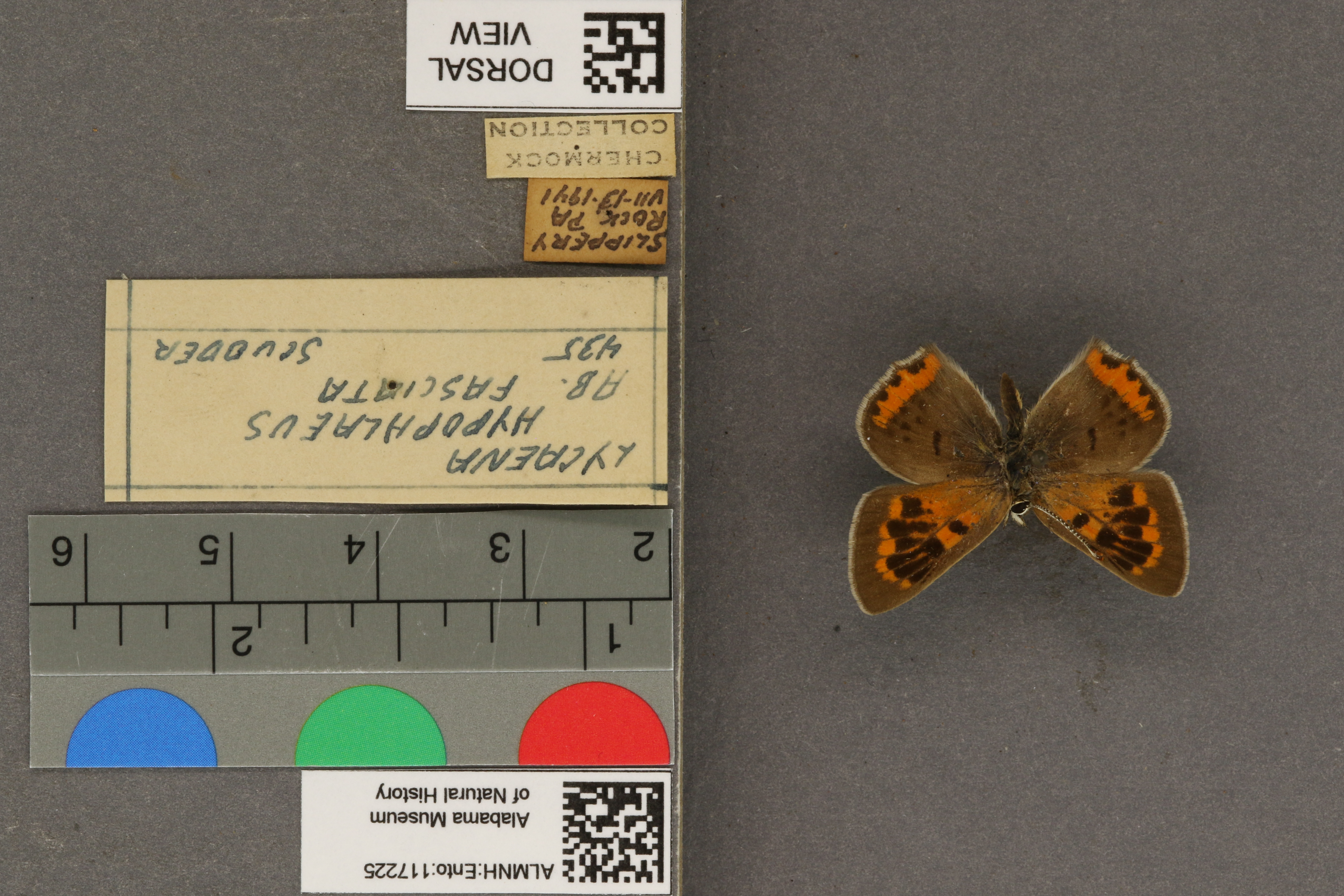 Lycaena phlaeas hypophlaeas