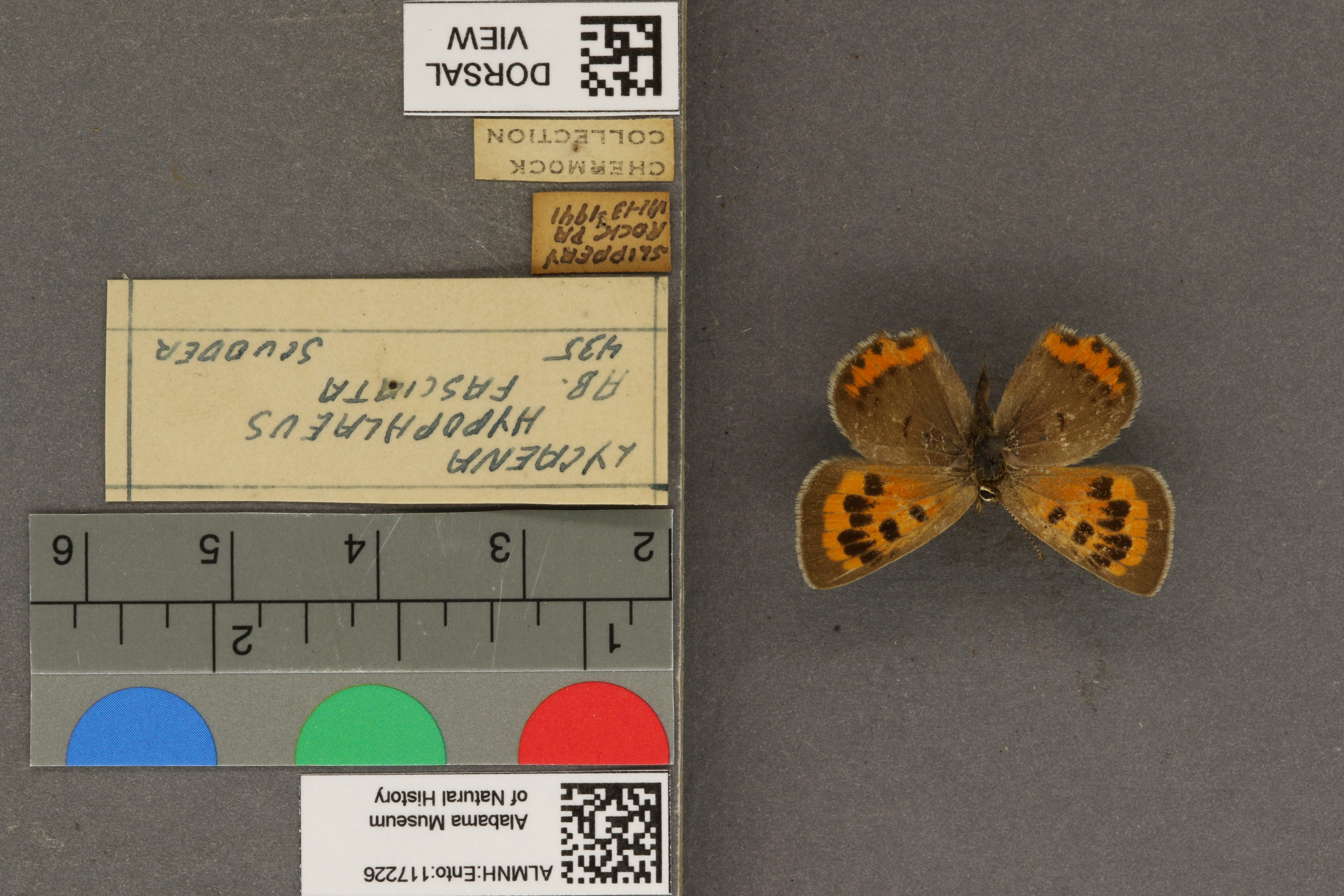Lycaena phlaeas hypophlaeas