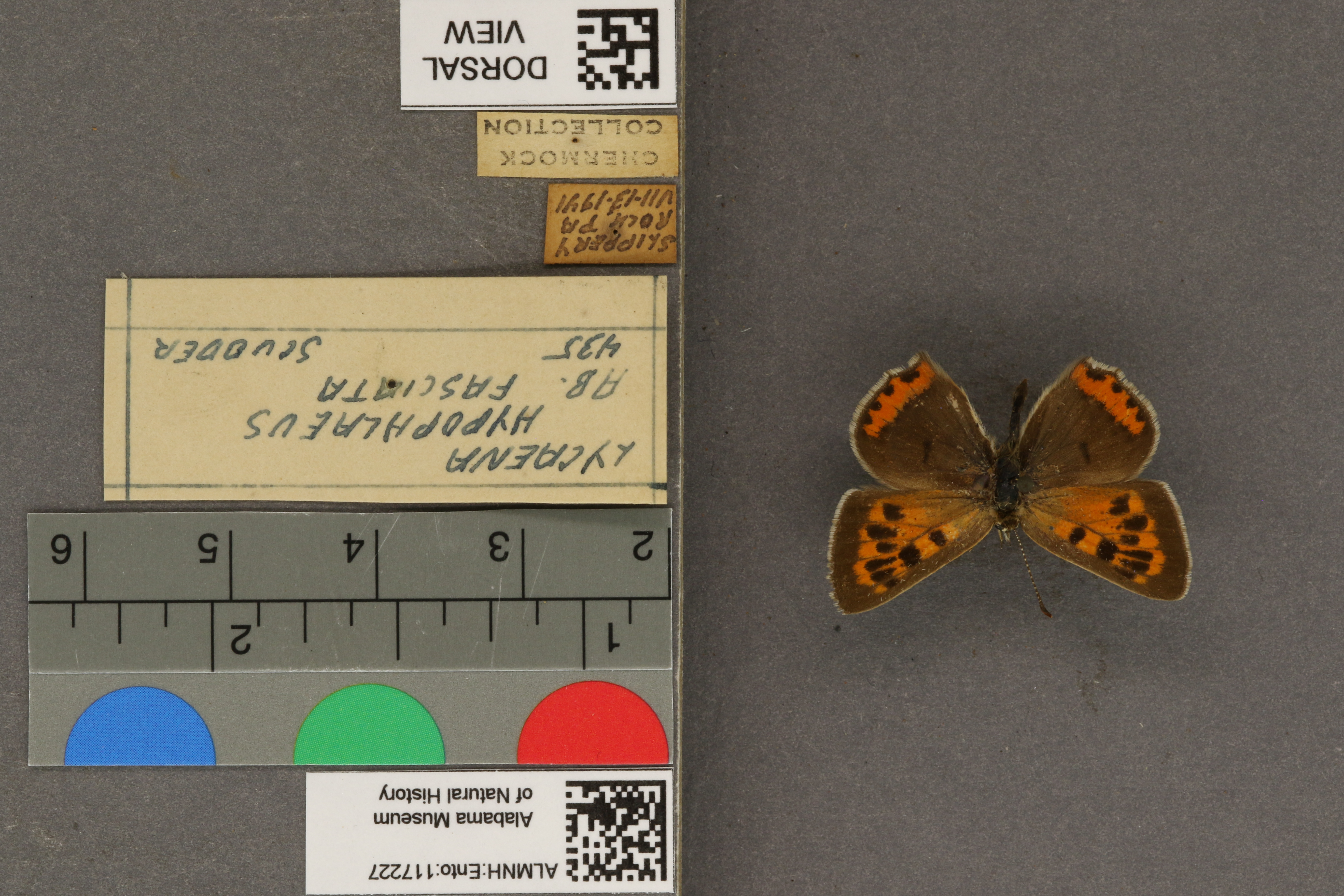 Lycaena phlaeas hypophlaeas