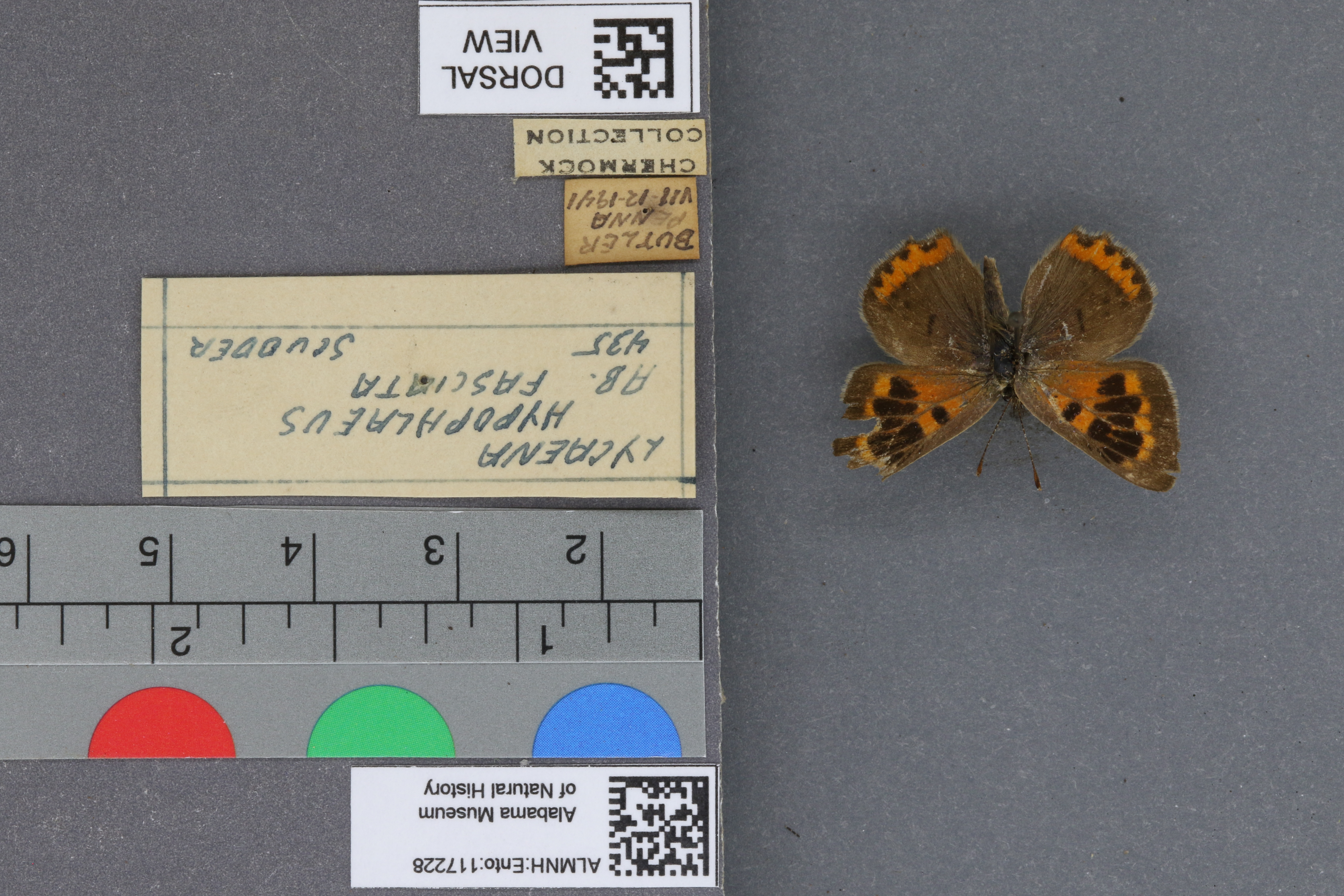 Lycaena phlaeas hypophlaeas