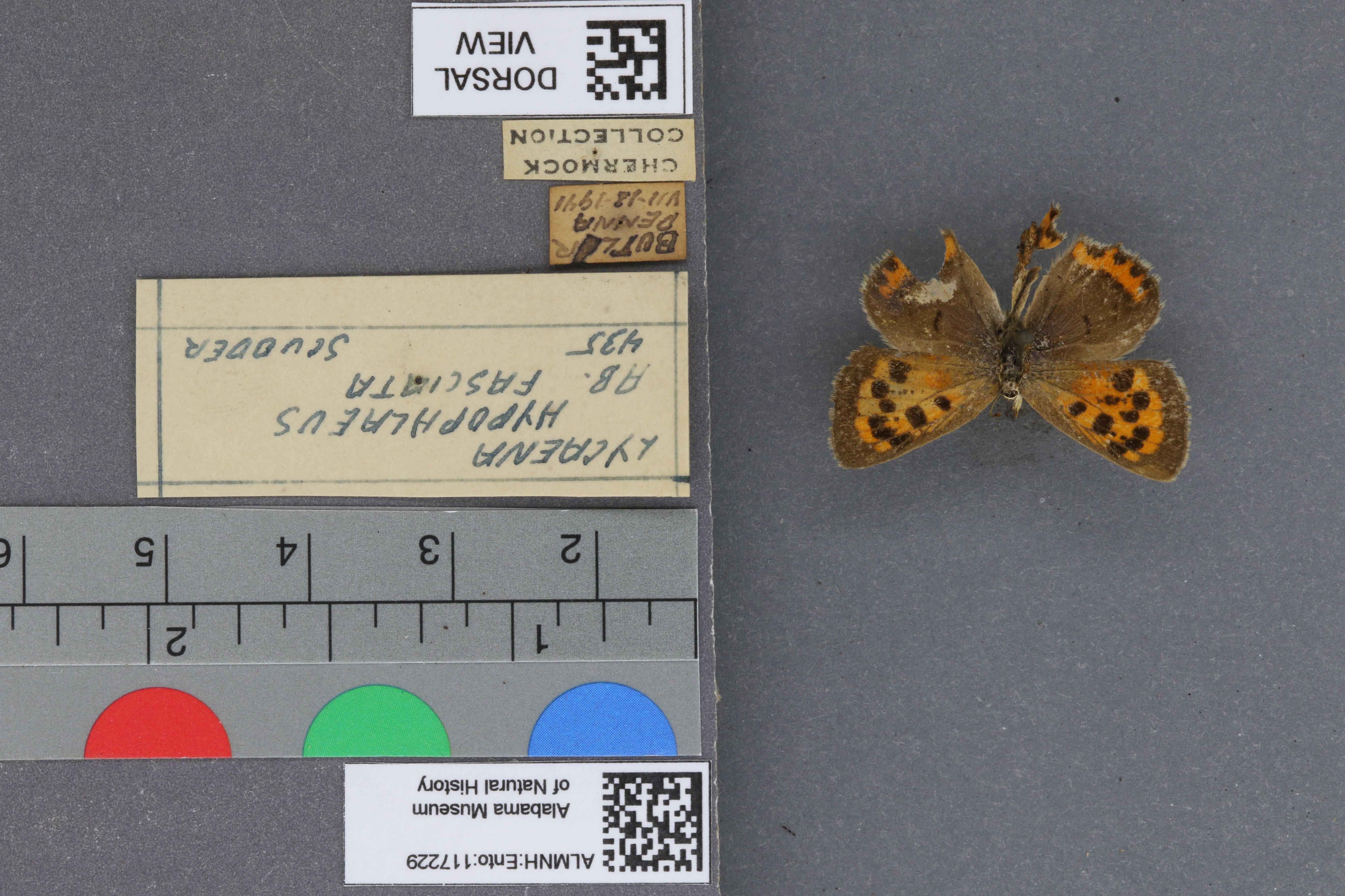 Lycaena phlaeas hypophlaeas