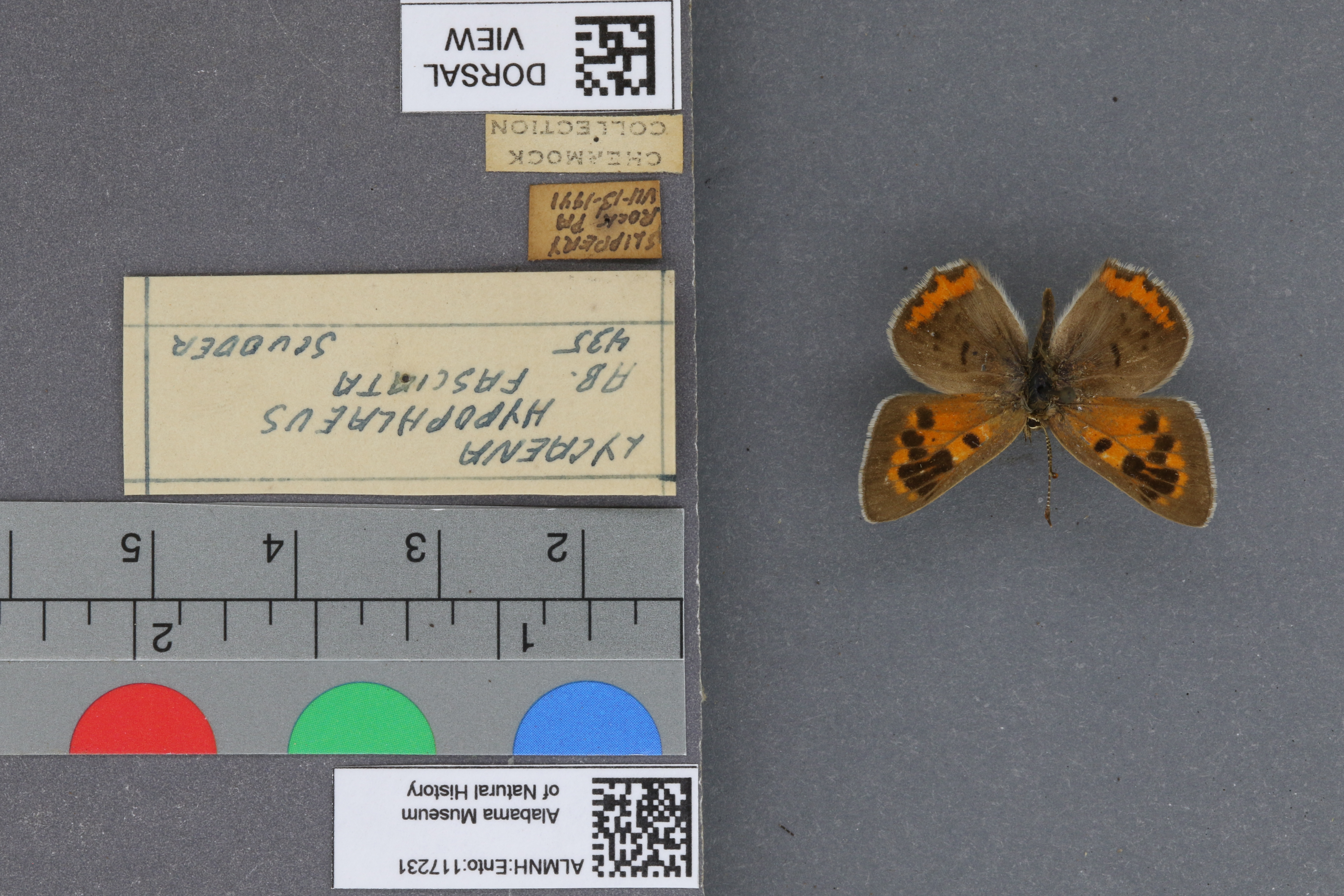 Lycaena phlaeas hypophlaeas
