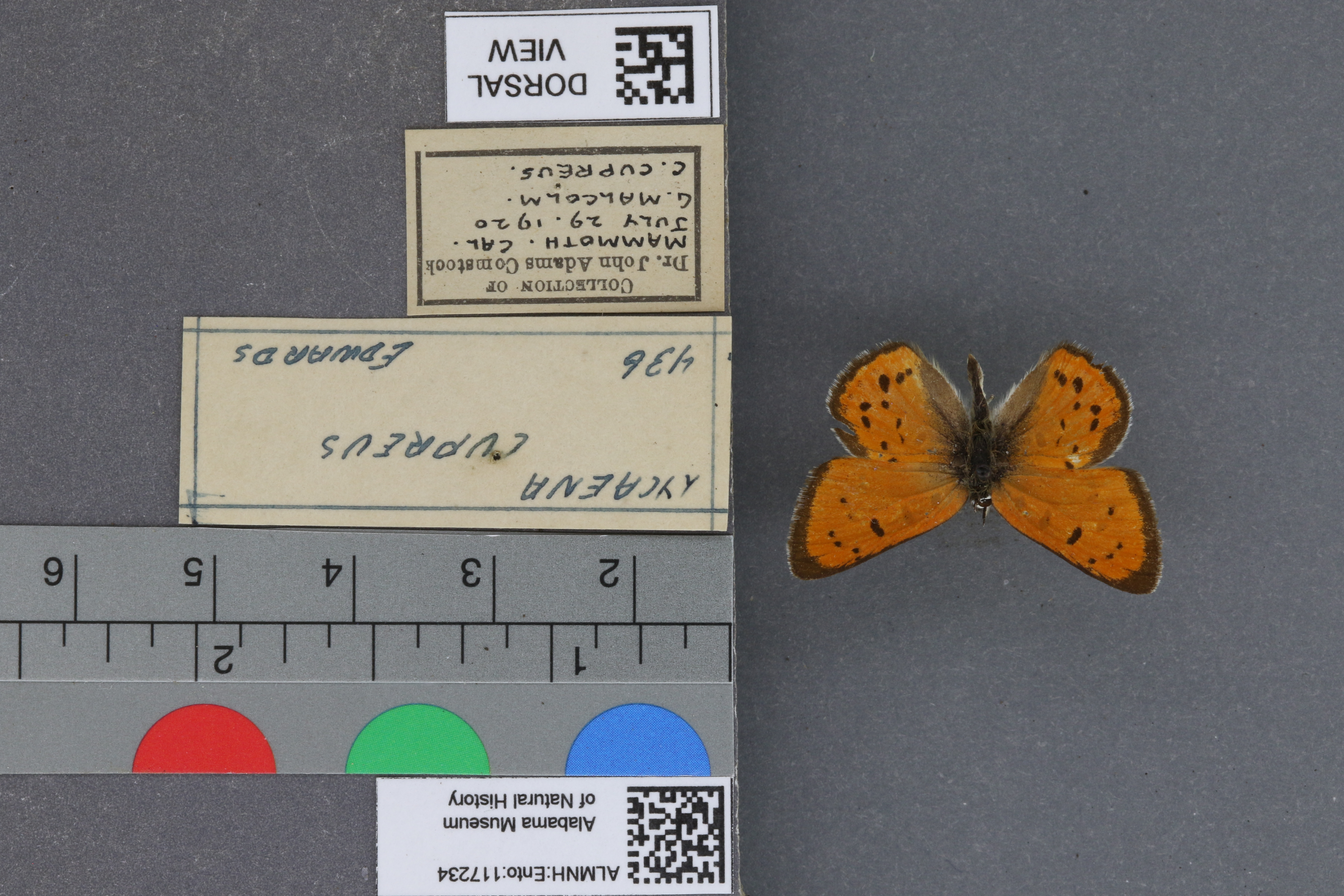 Lycaena cupreus
