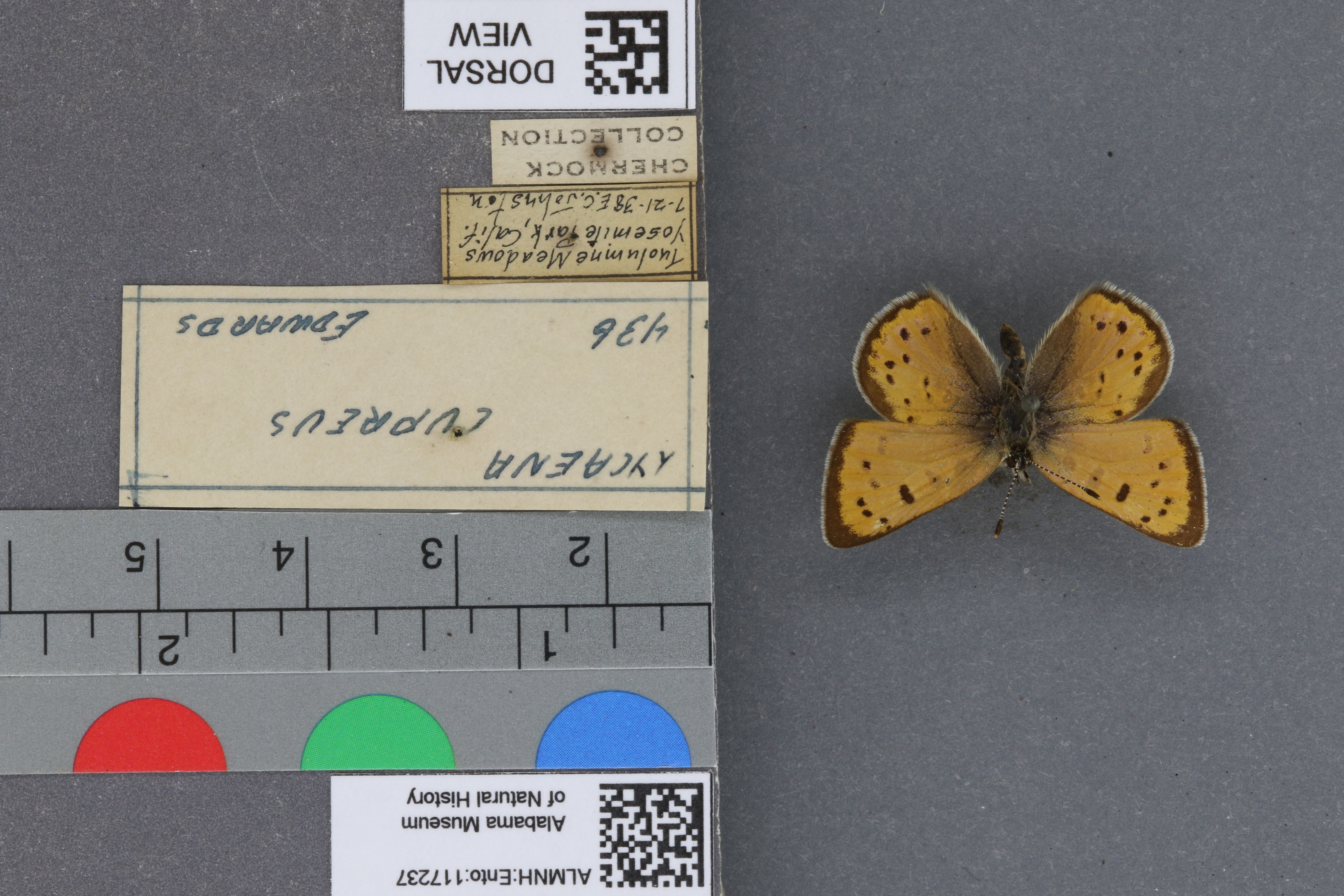 Lycaena cupreus