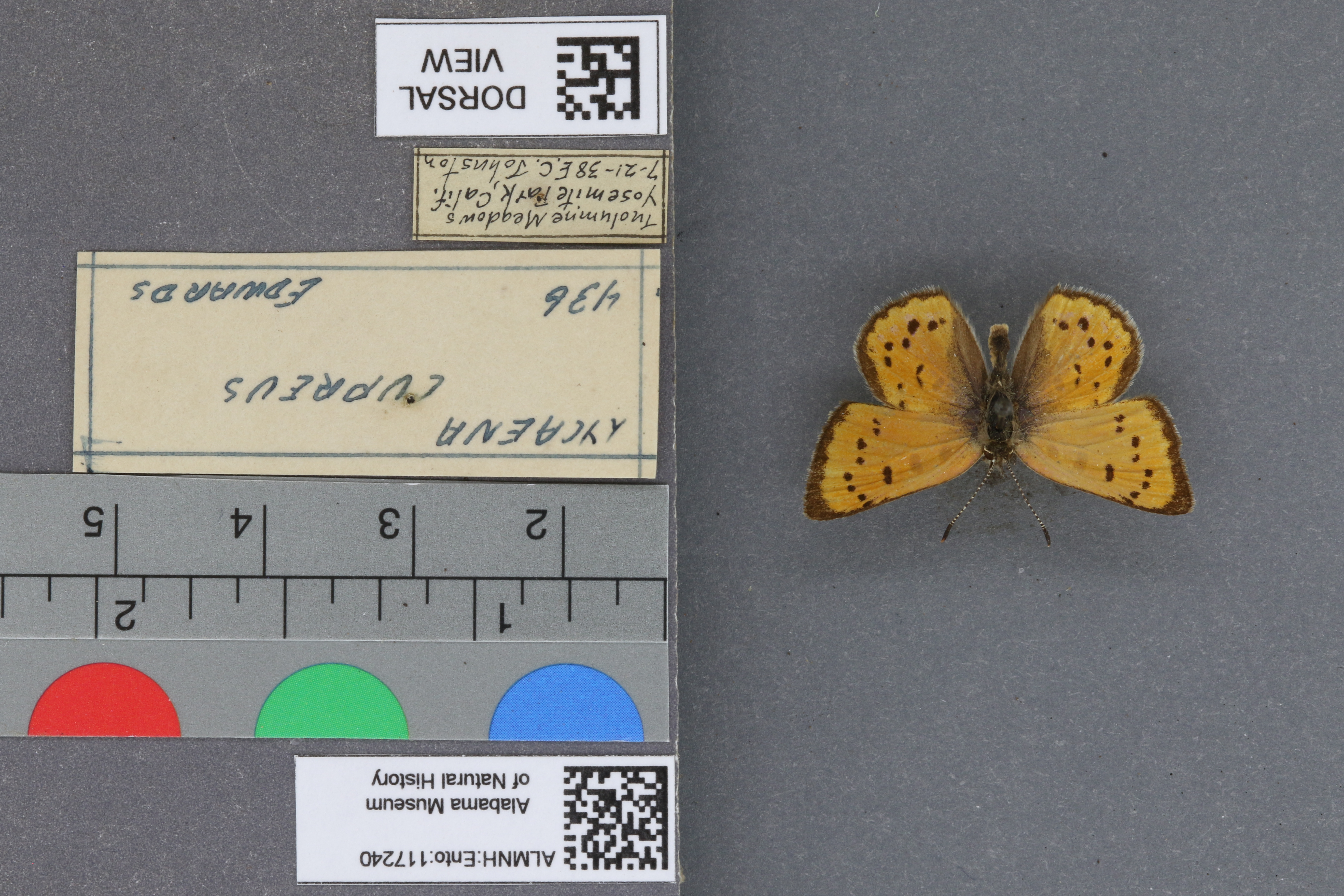 Lycaena cupreus