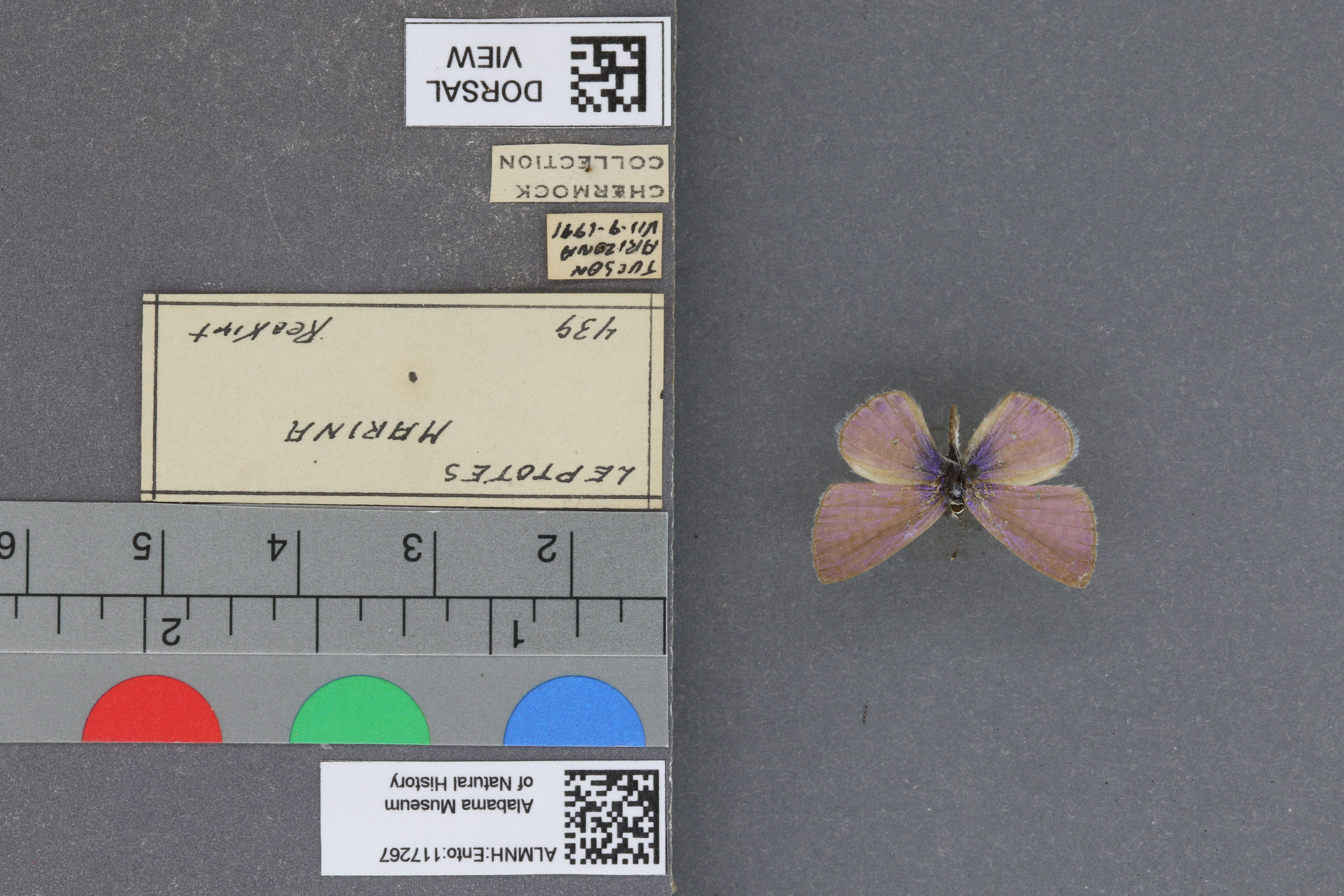 Leptotes marina