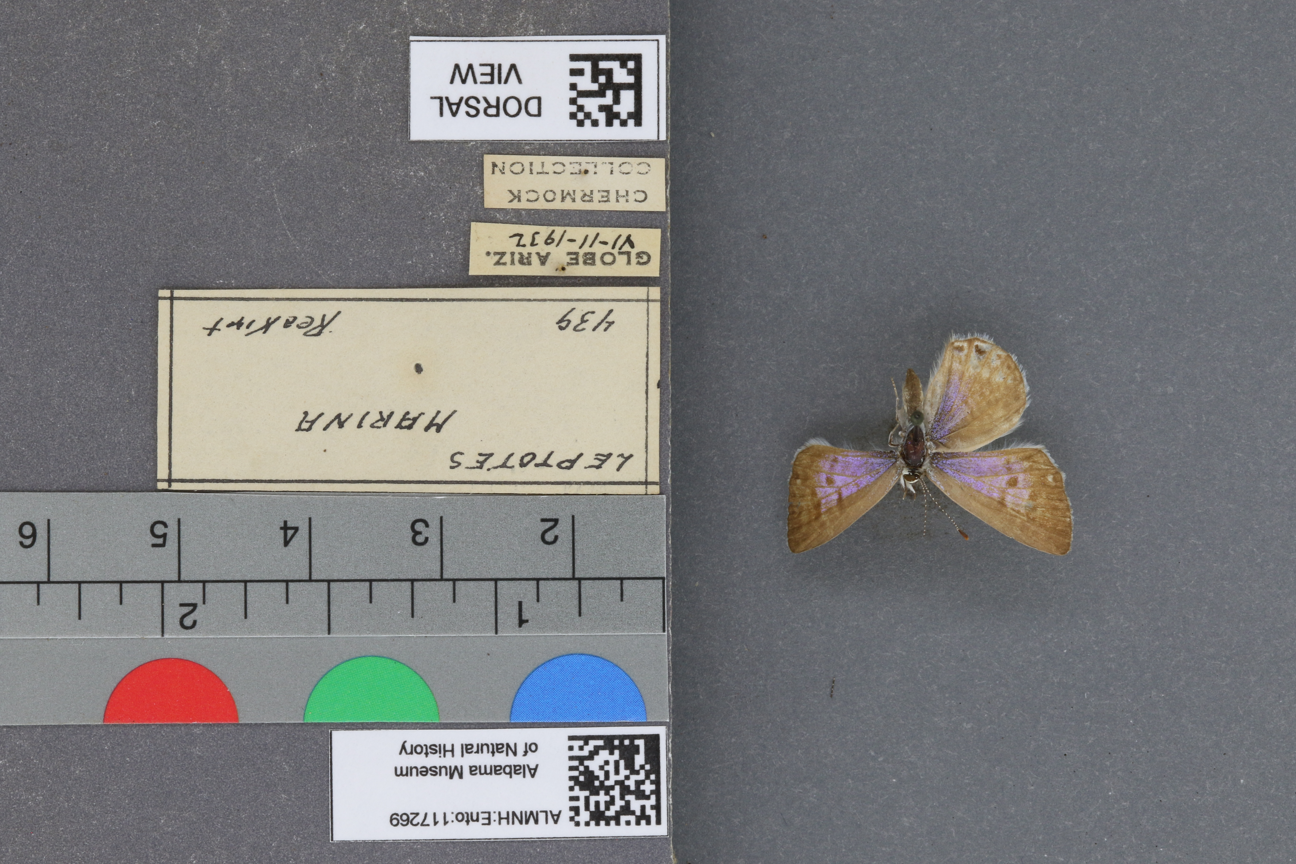 Leptotes marina