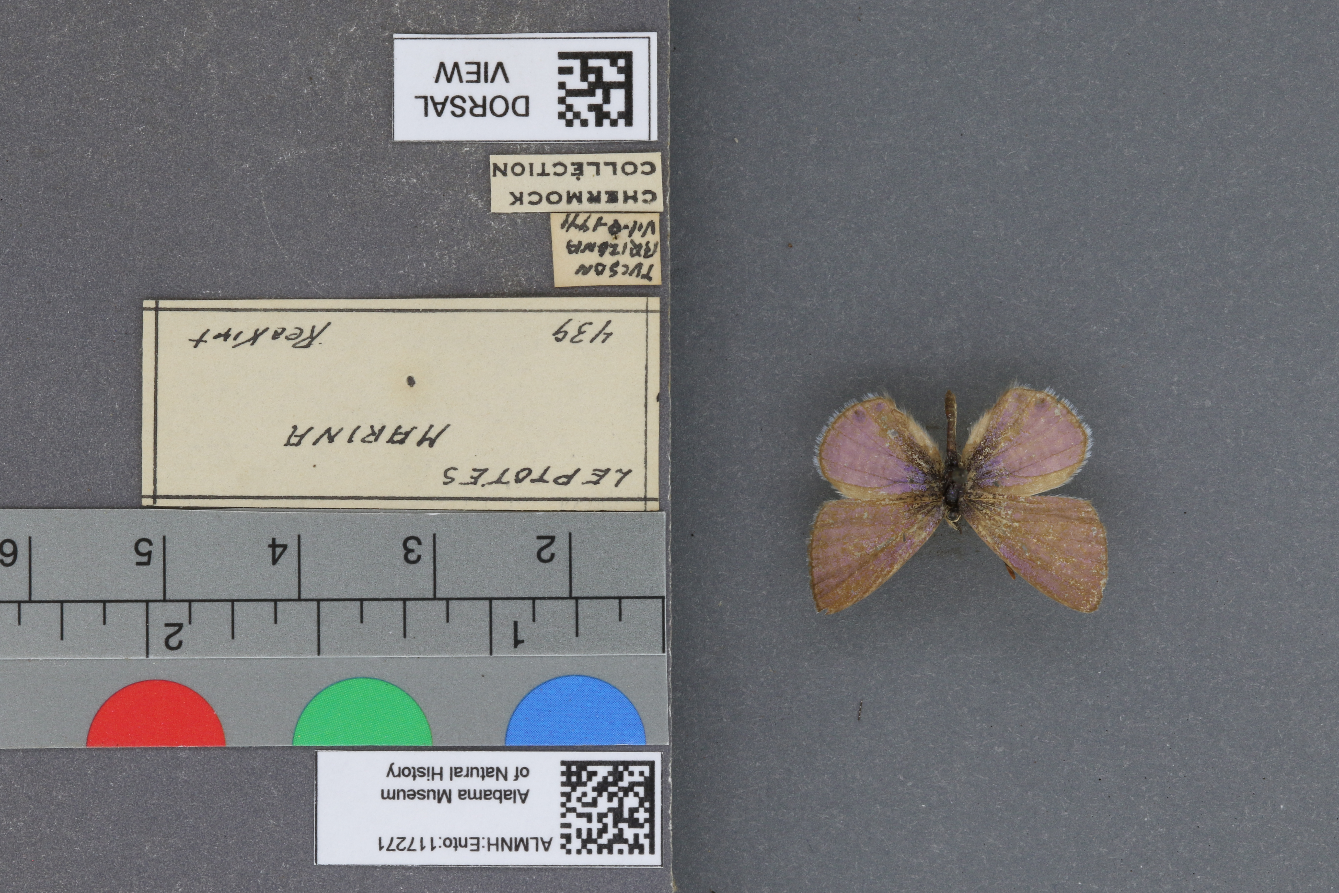 Leptotes marina