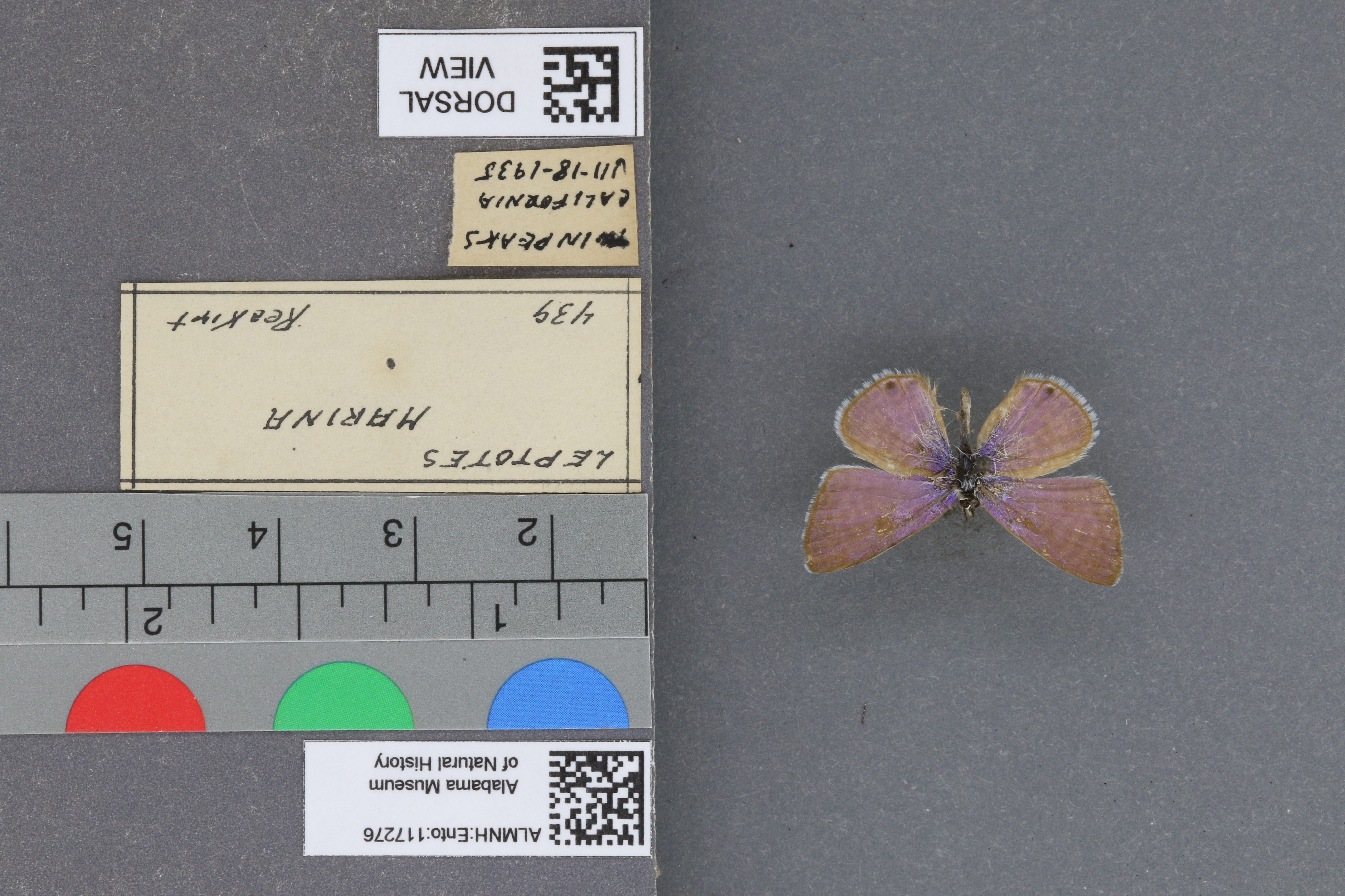 Leptotes marina