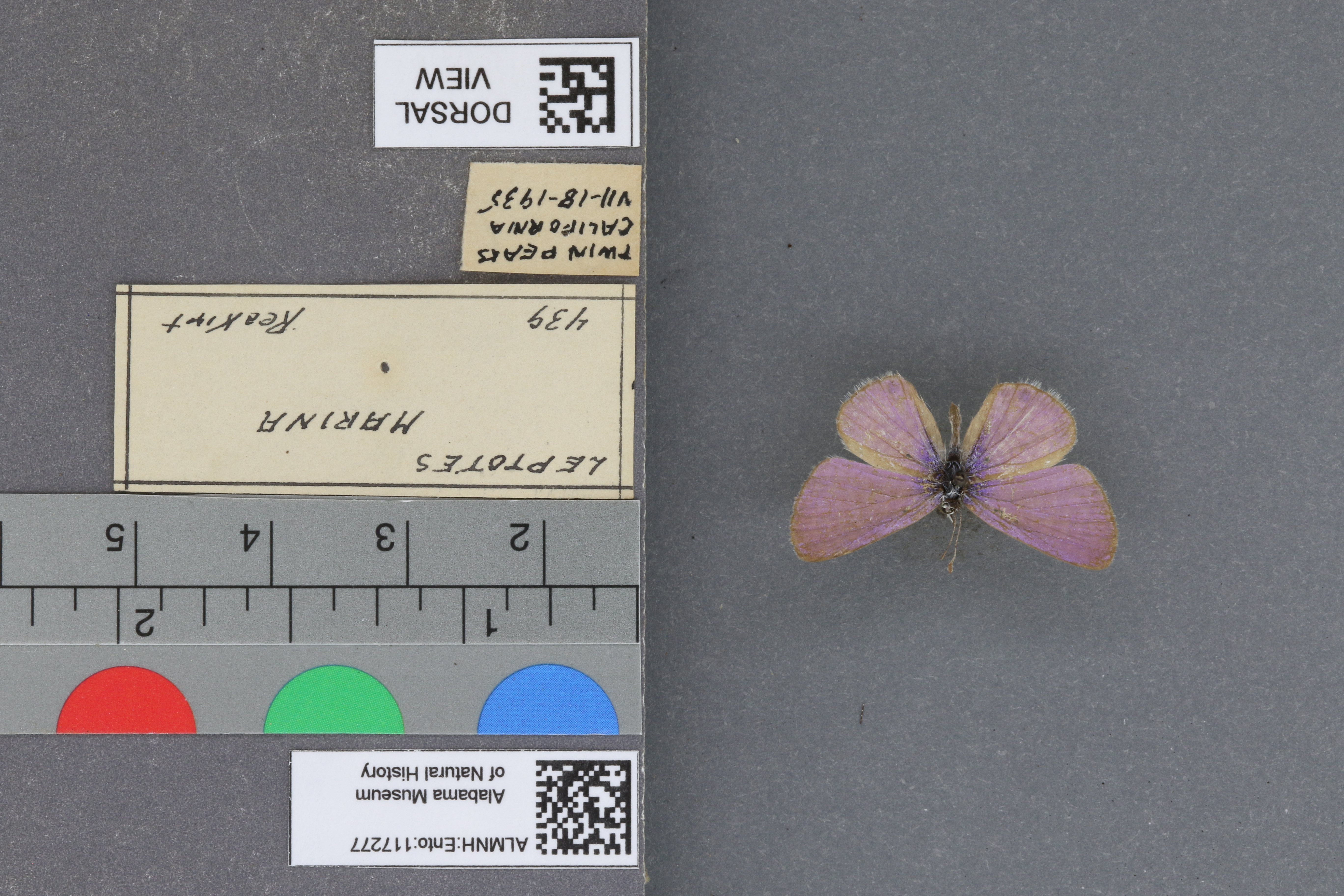Leptotes marina