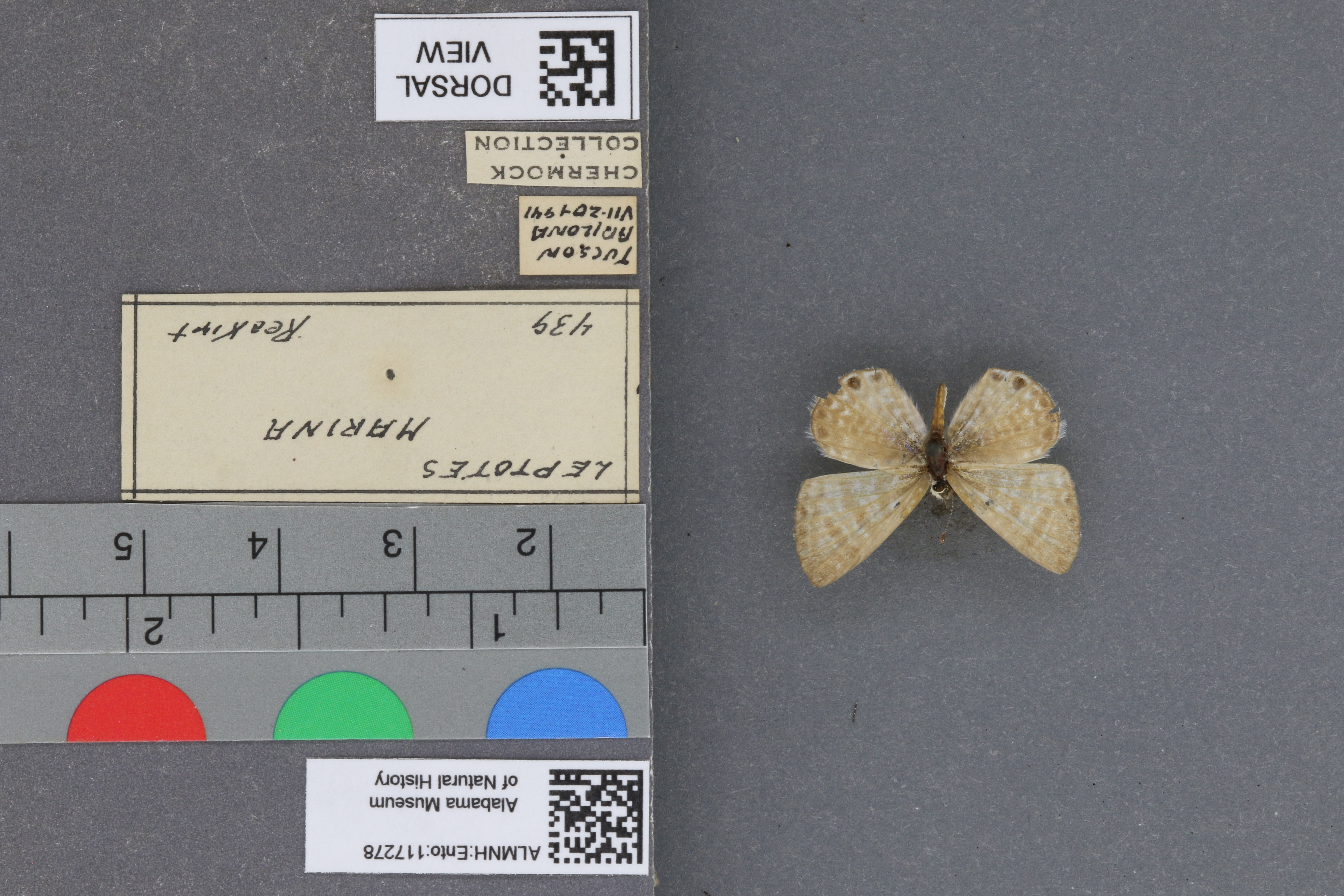 Leptotes marina