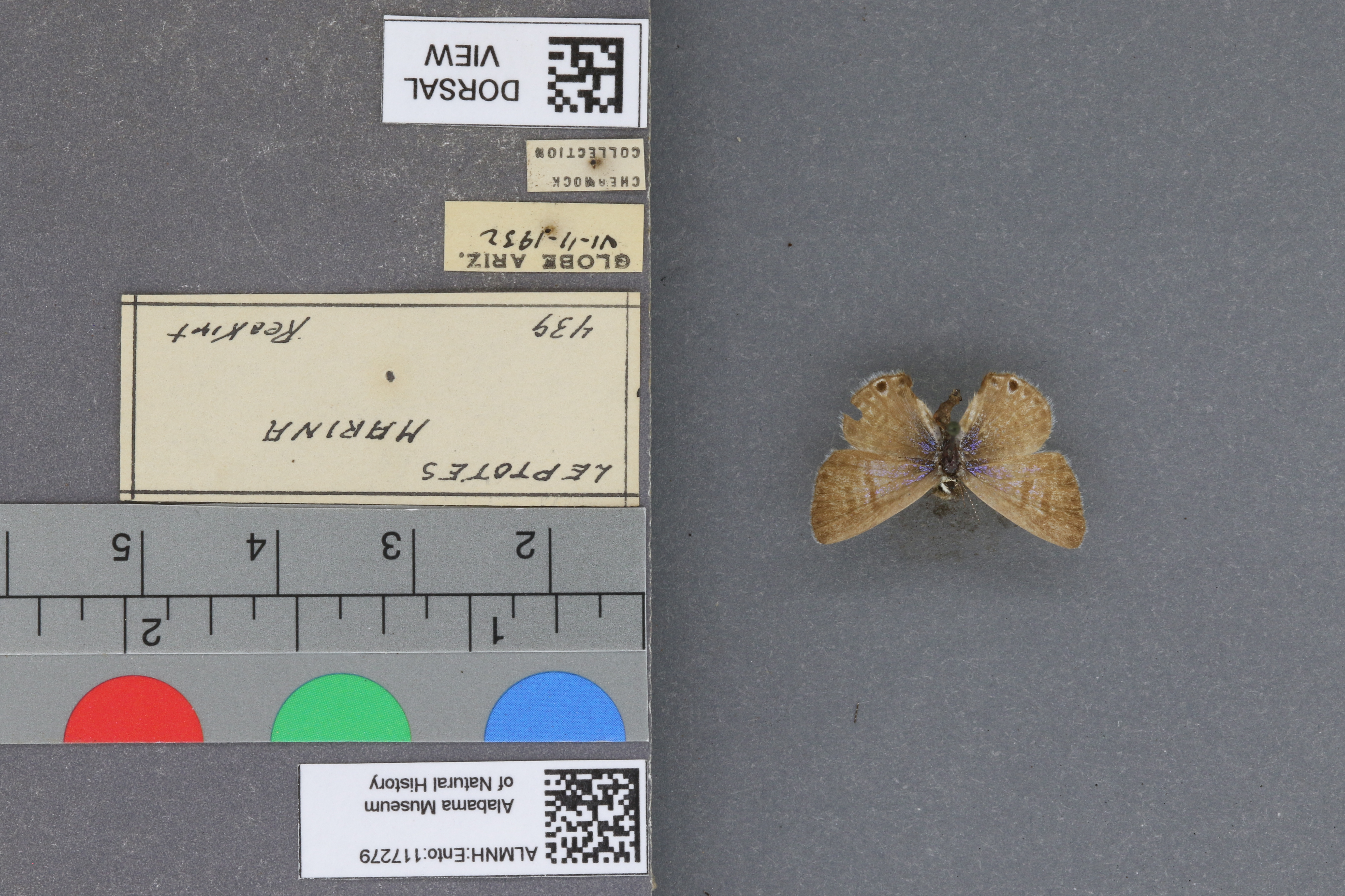 Leptotes marina