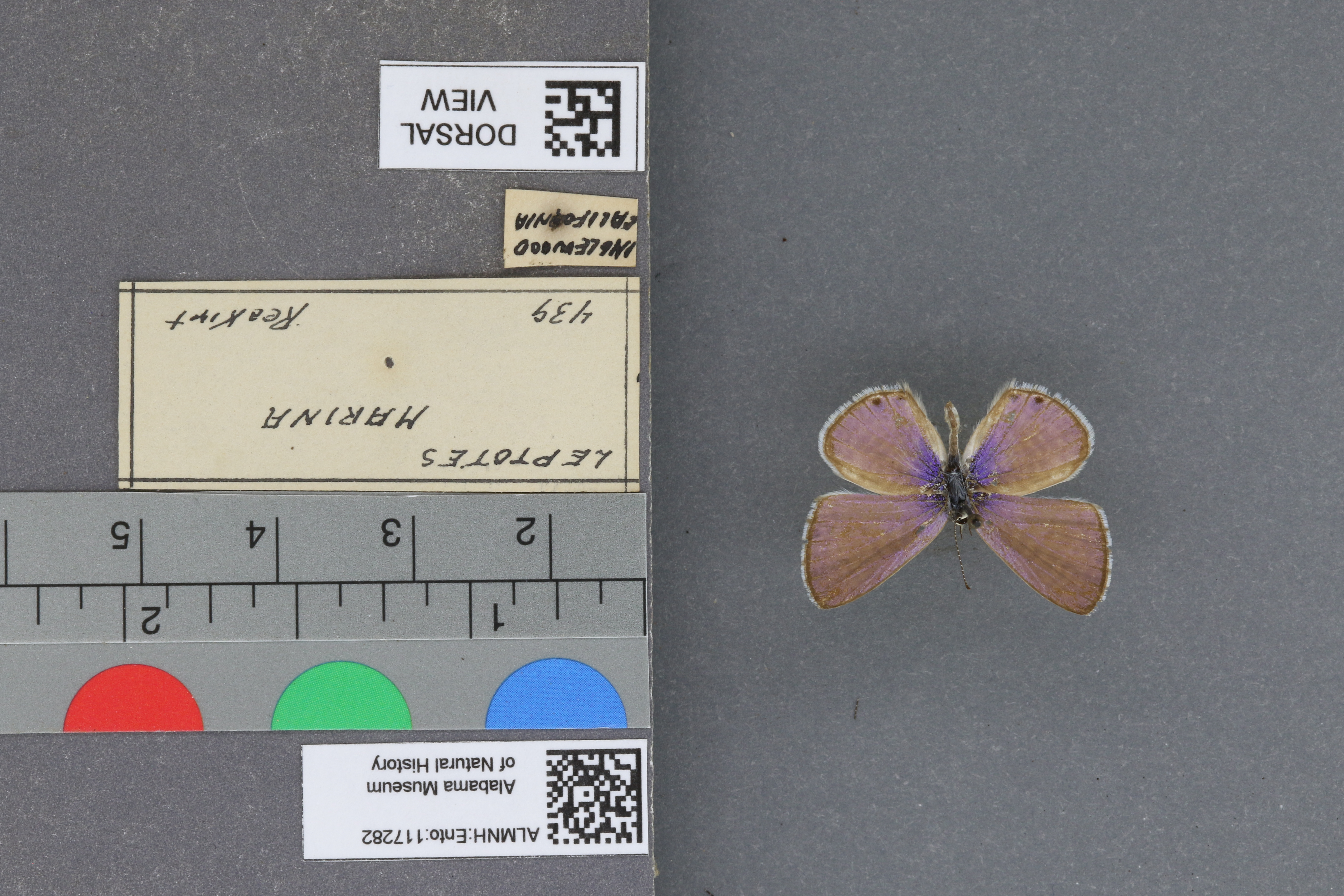 Leptotes marina