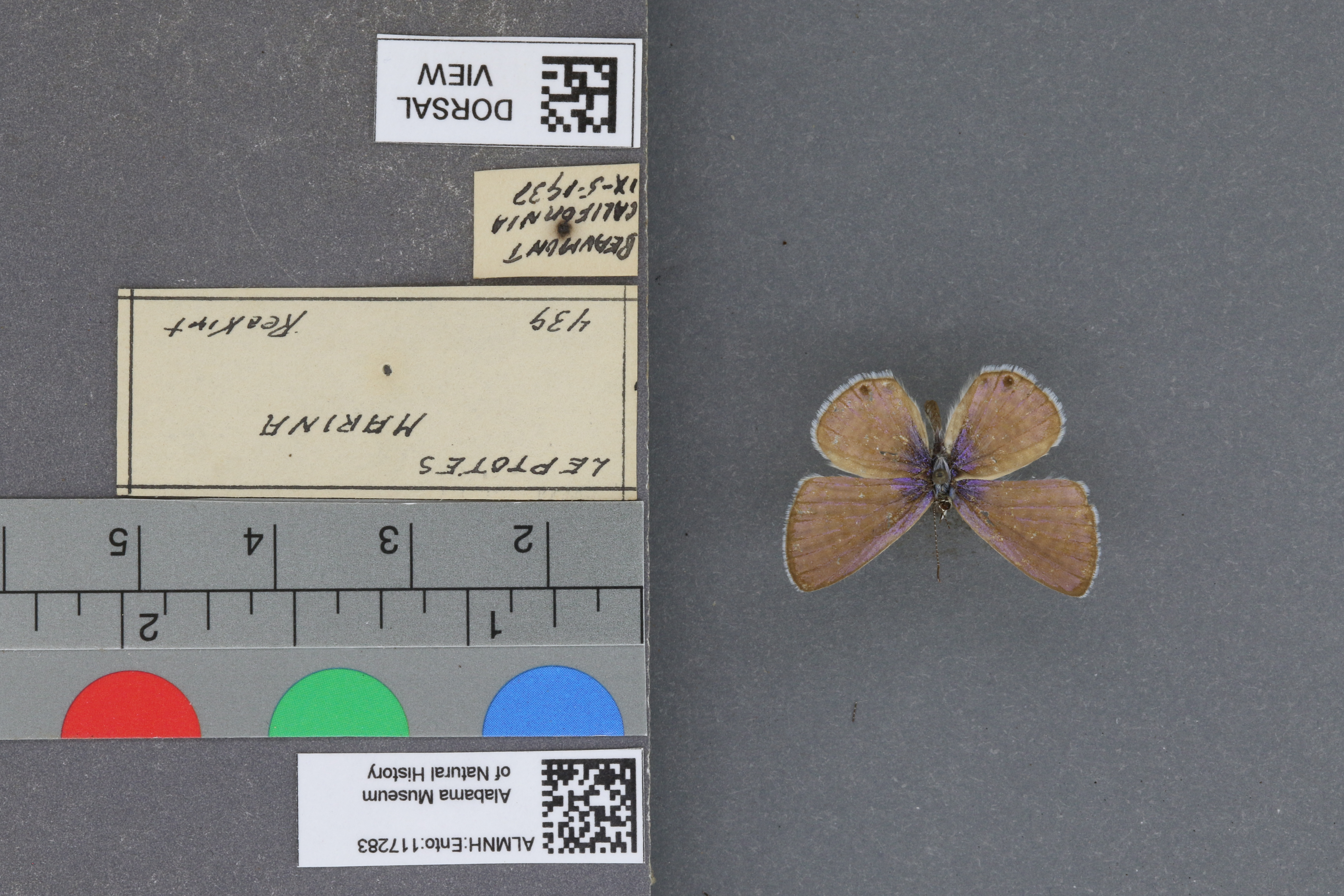 Leptotes marina