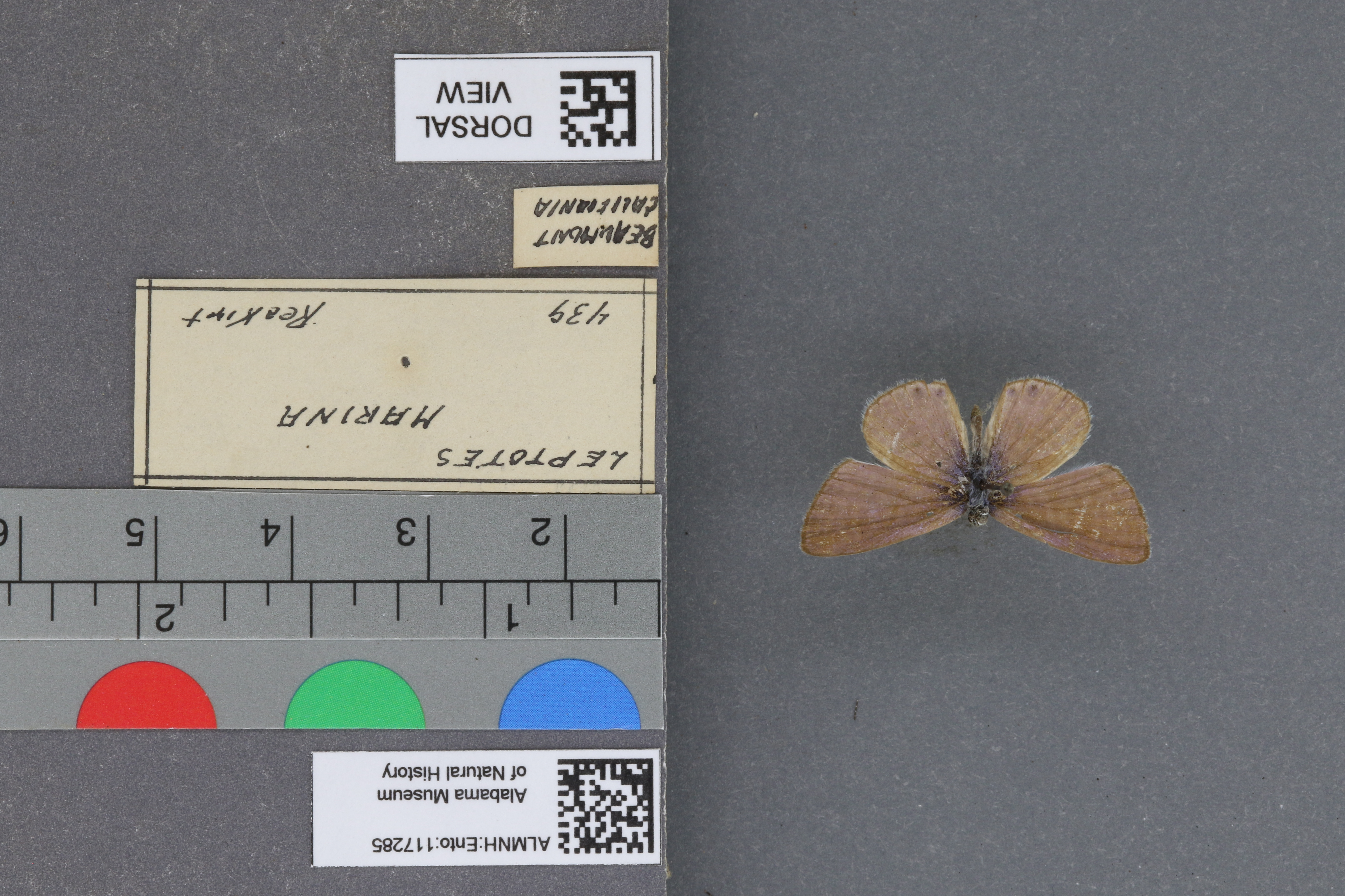 Leptotes marina