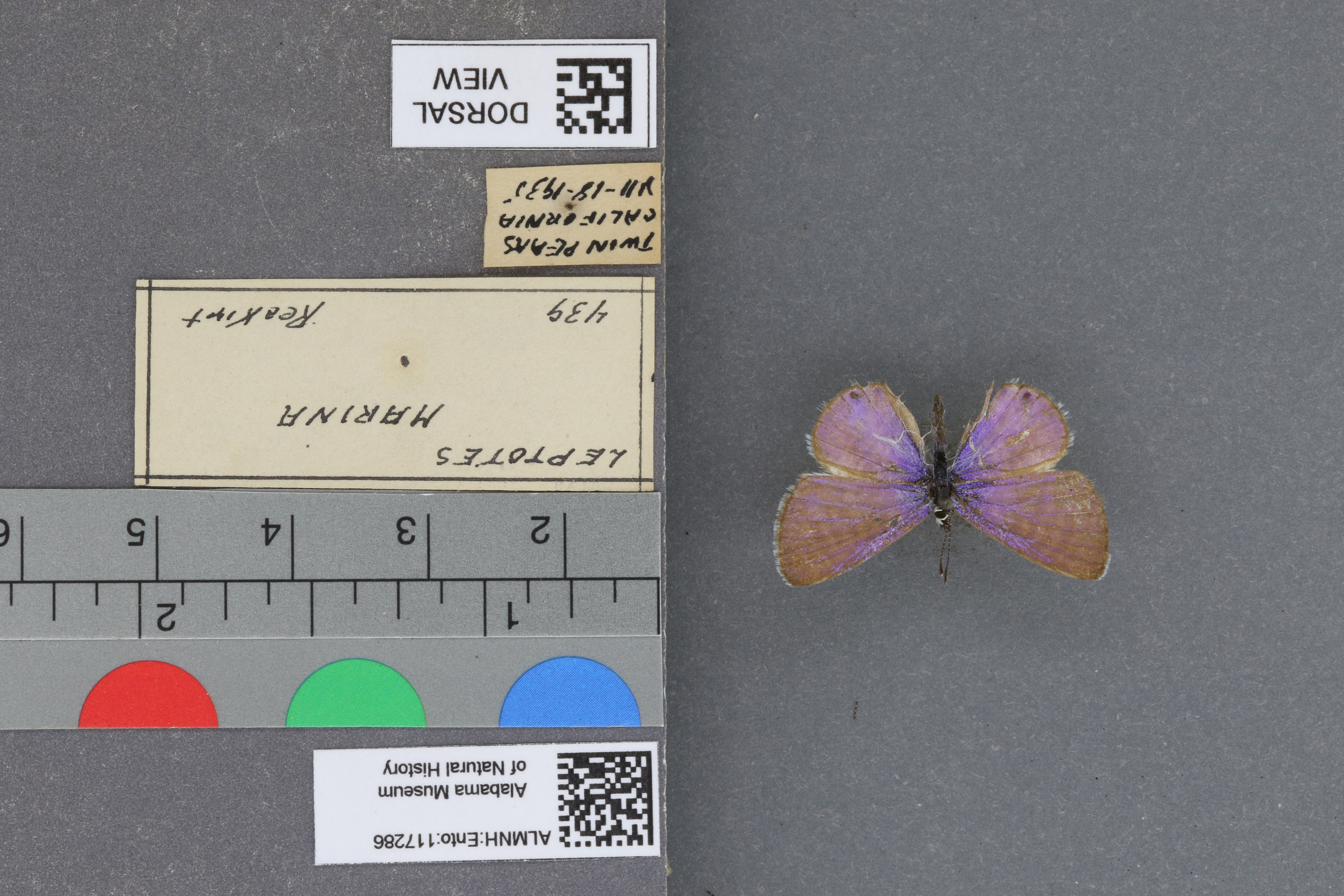 Leptotes marina