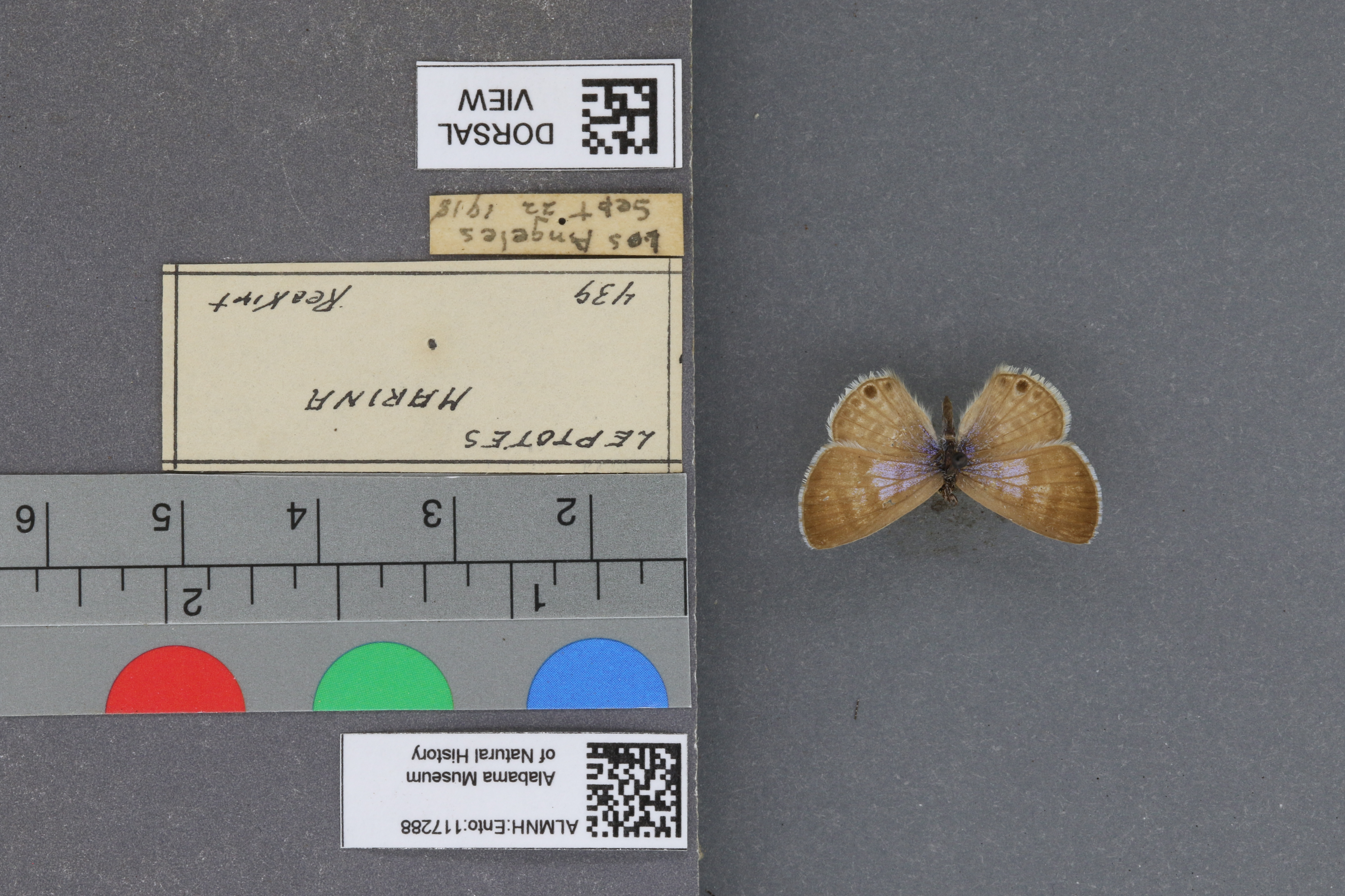Leptotes marina