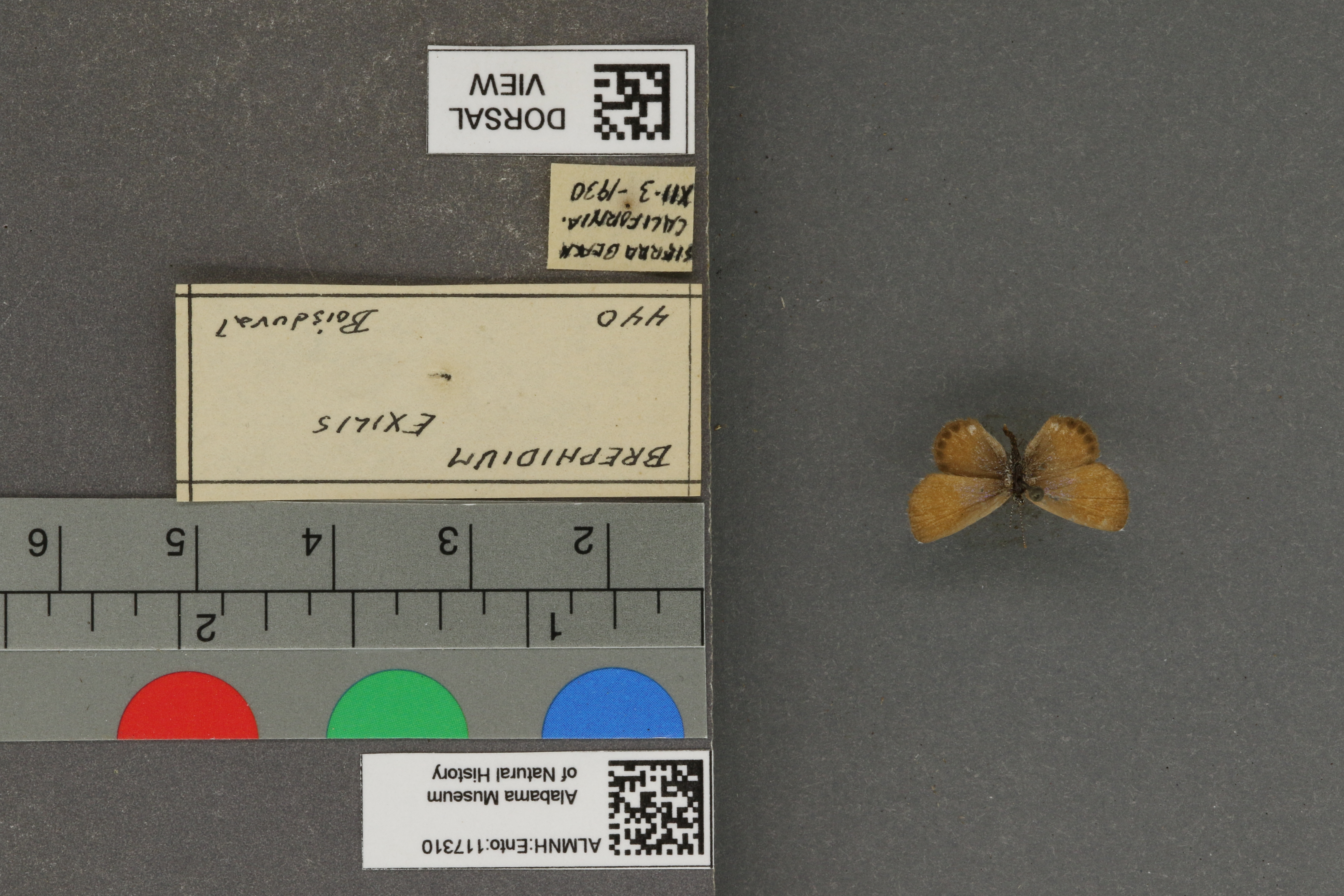 Brephidium exilis