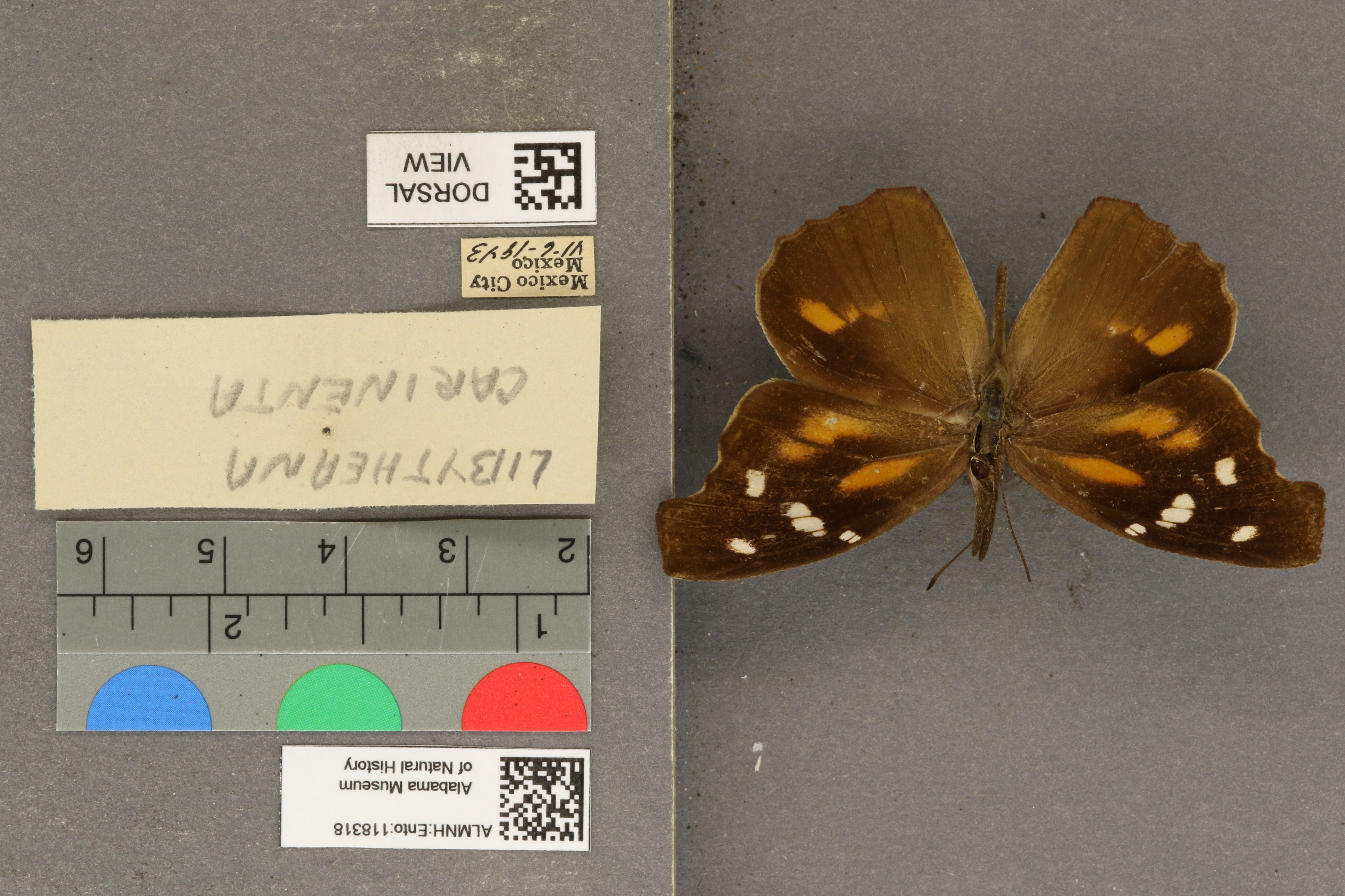 Libytheana carinenta