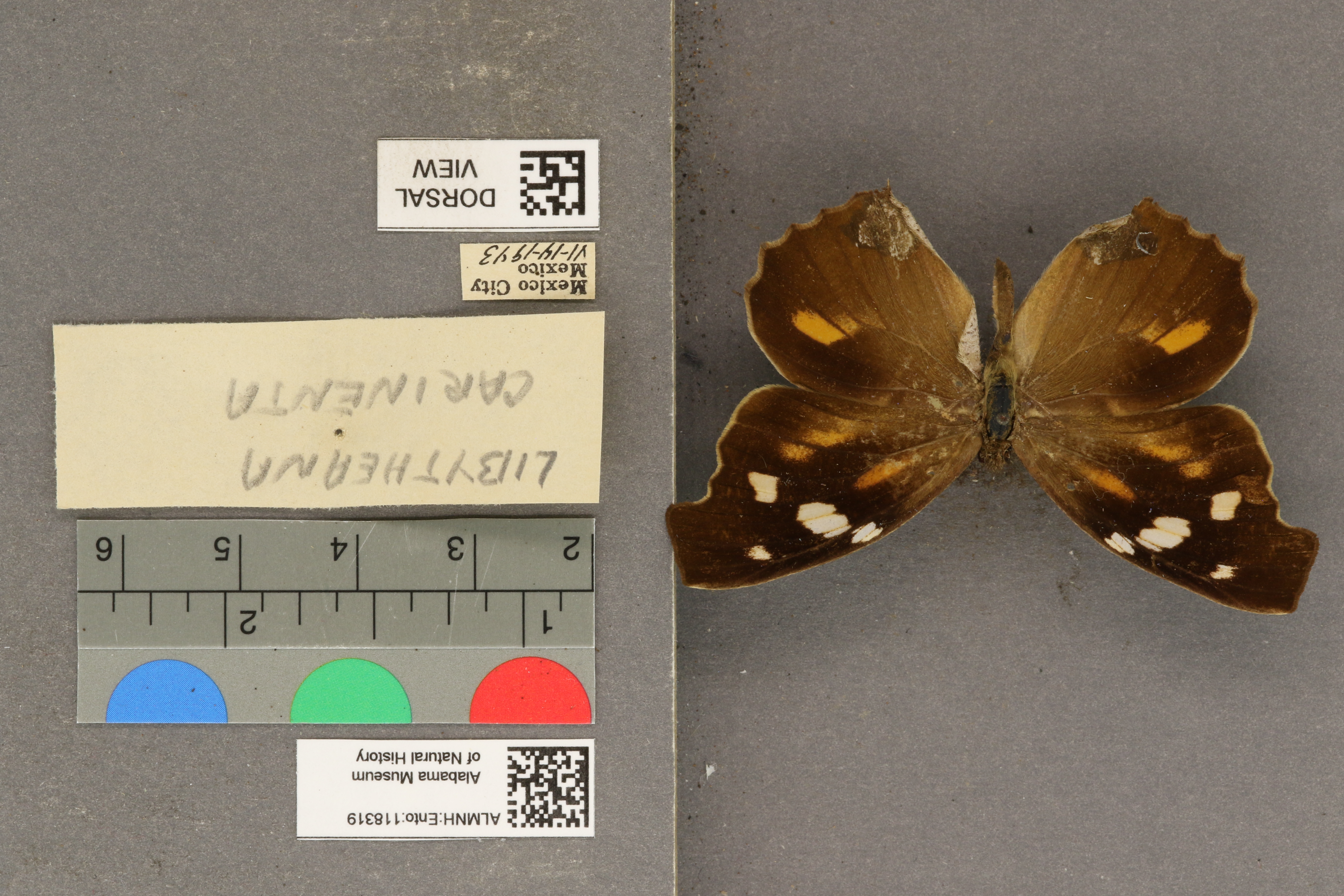 Libytheana carinenta