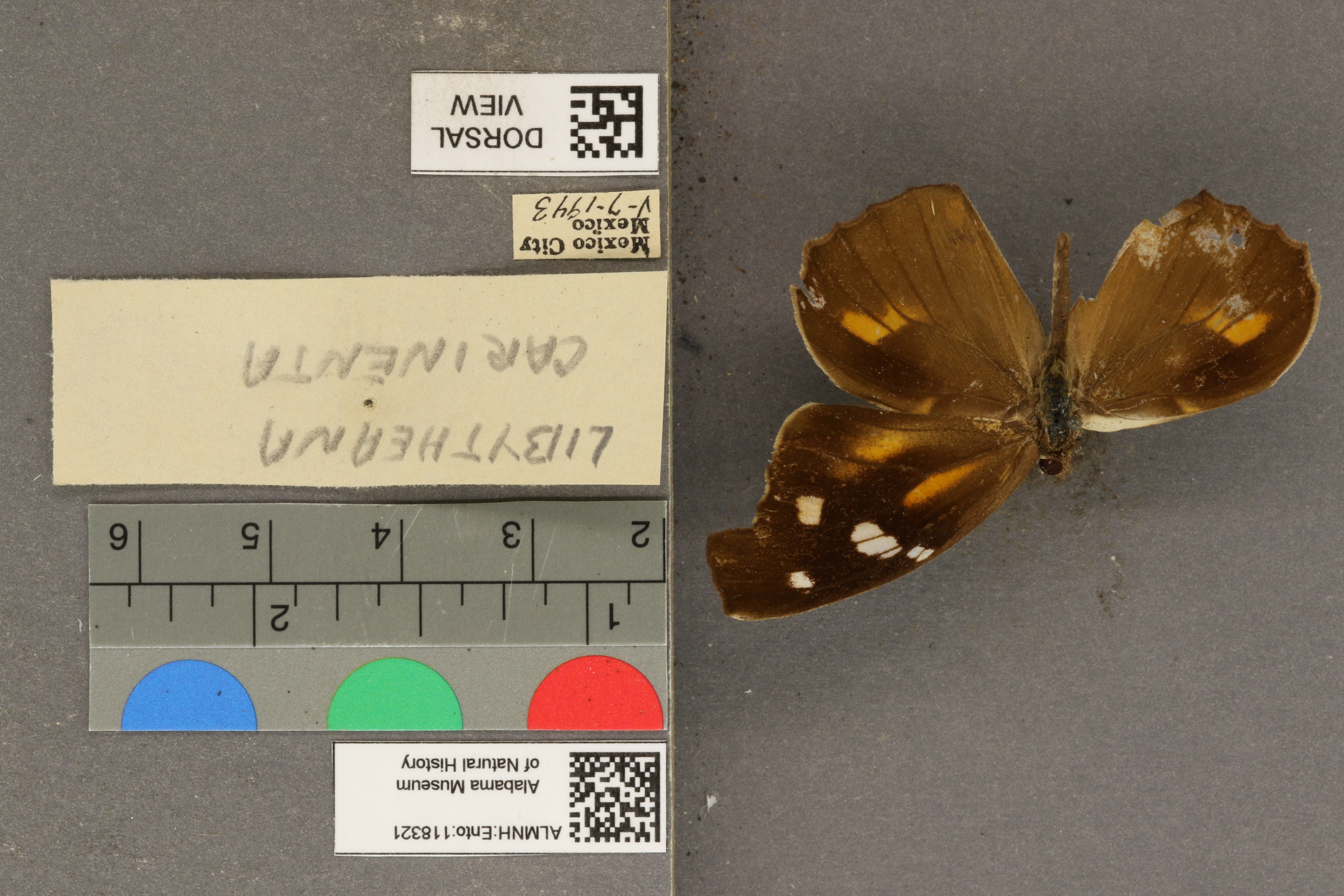 Libytheana carinenta