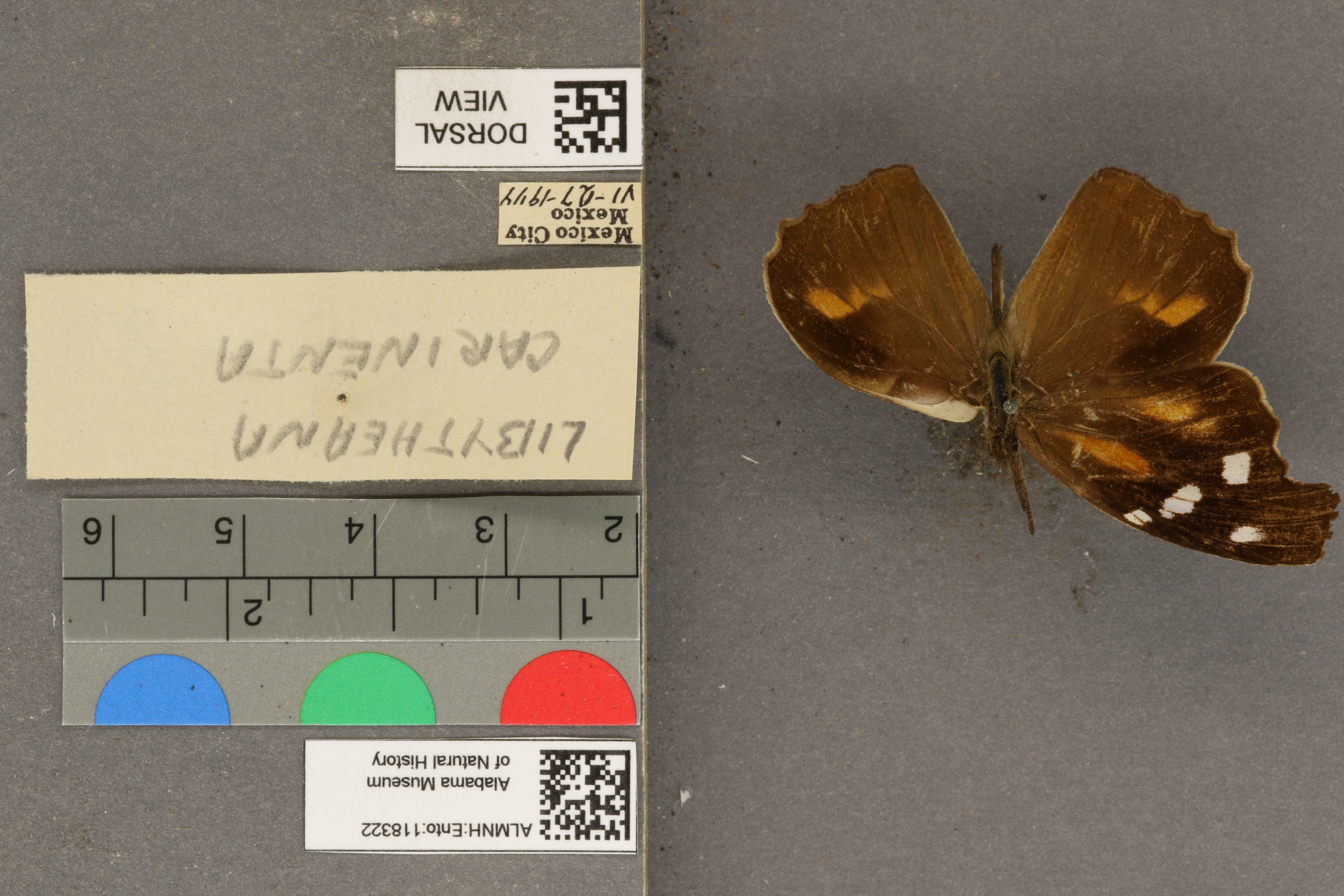 Libytheana carinenta