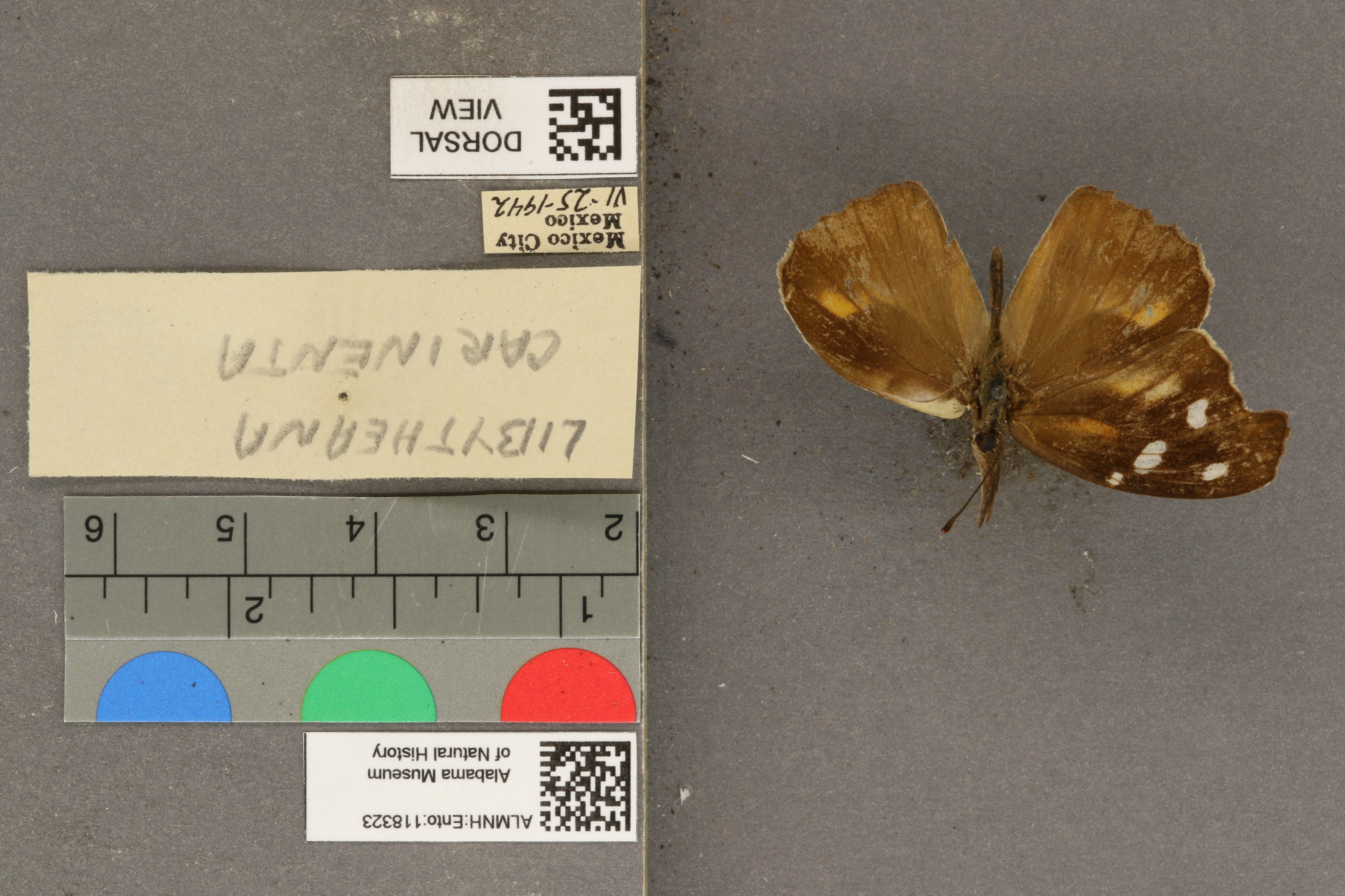 Libytheana carinenta