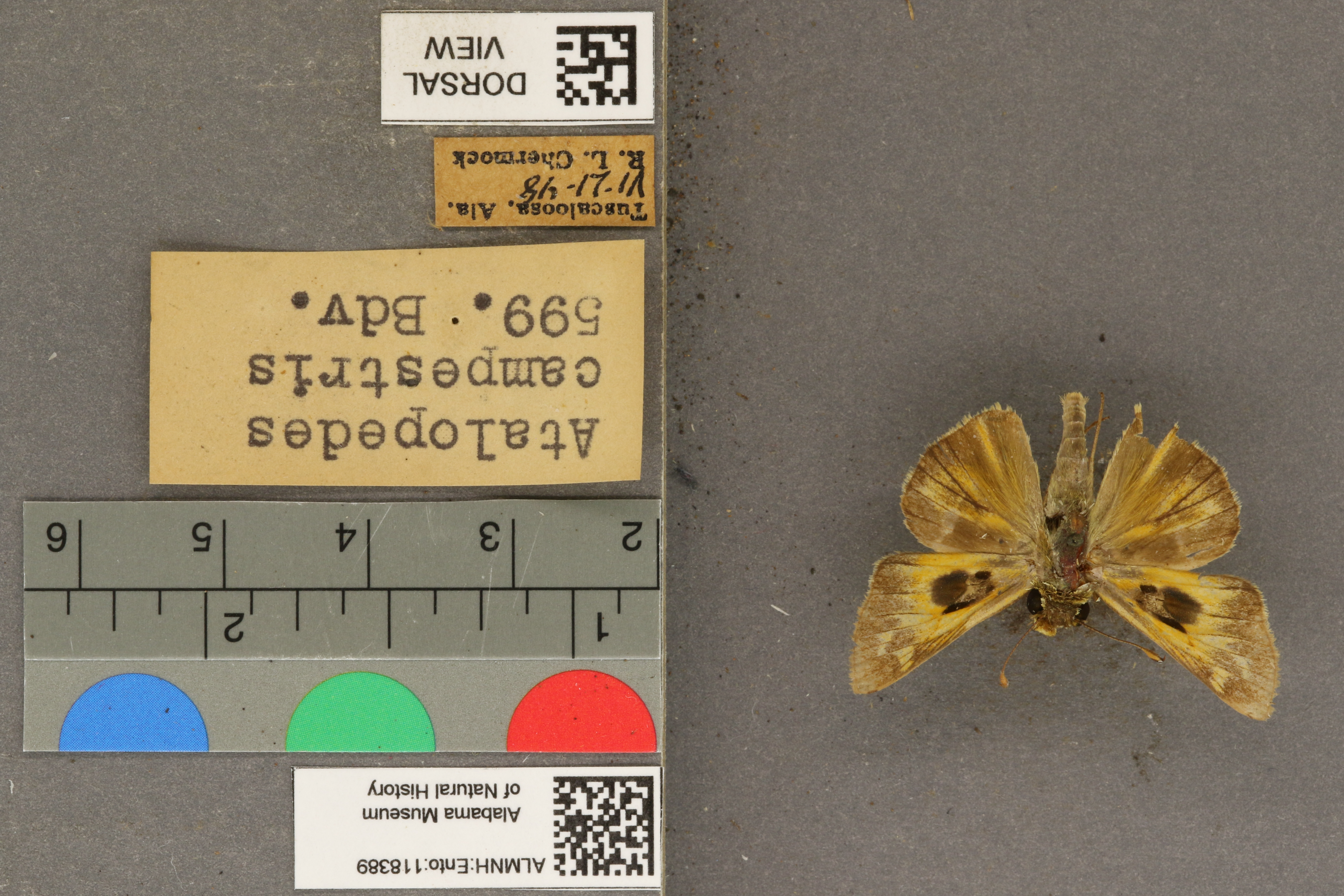 Atalopedes campestris