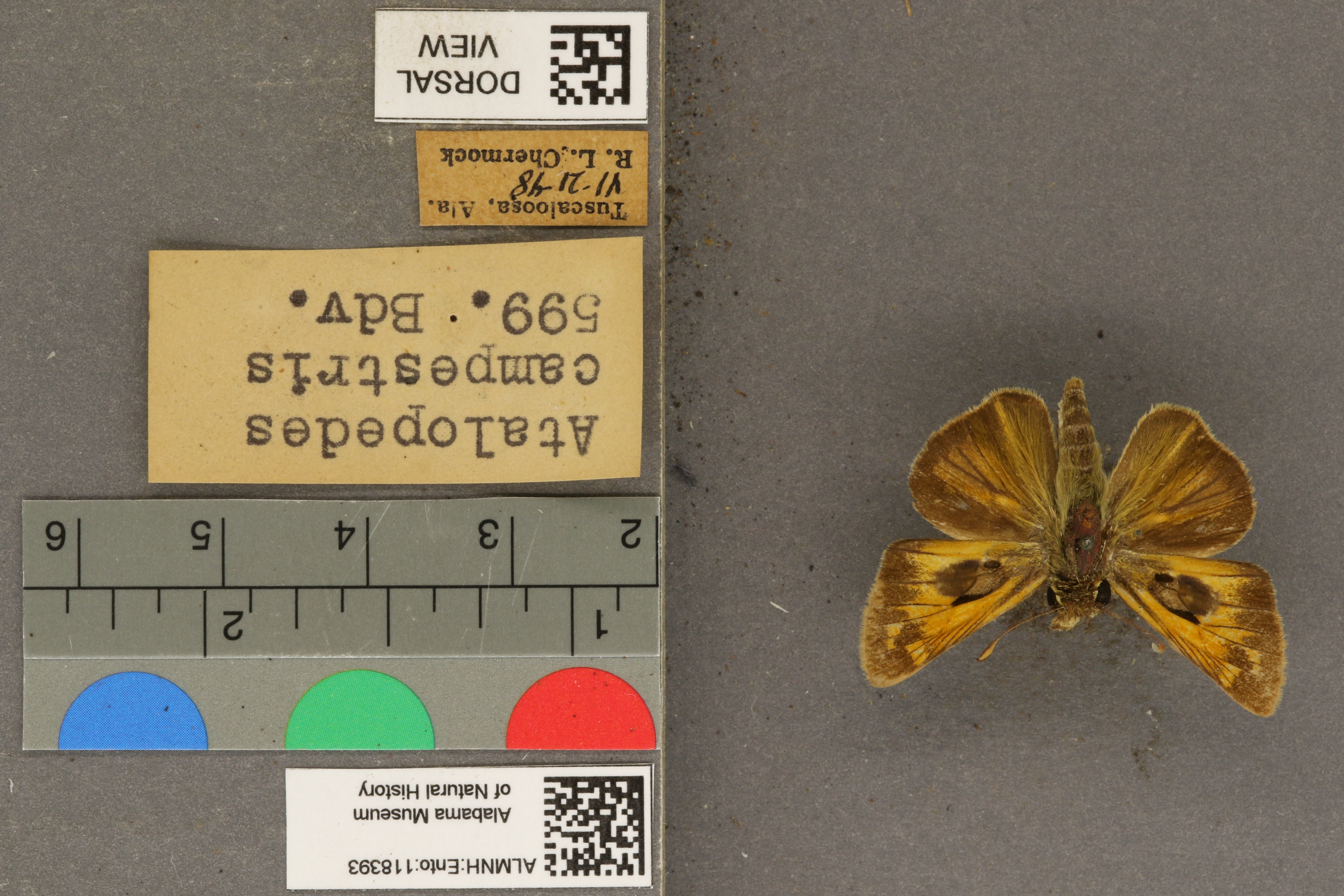 Atalopedes campestris