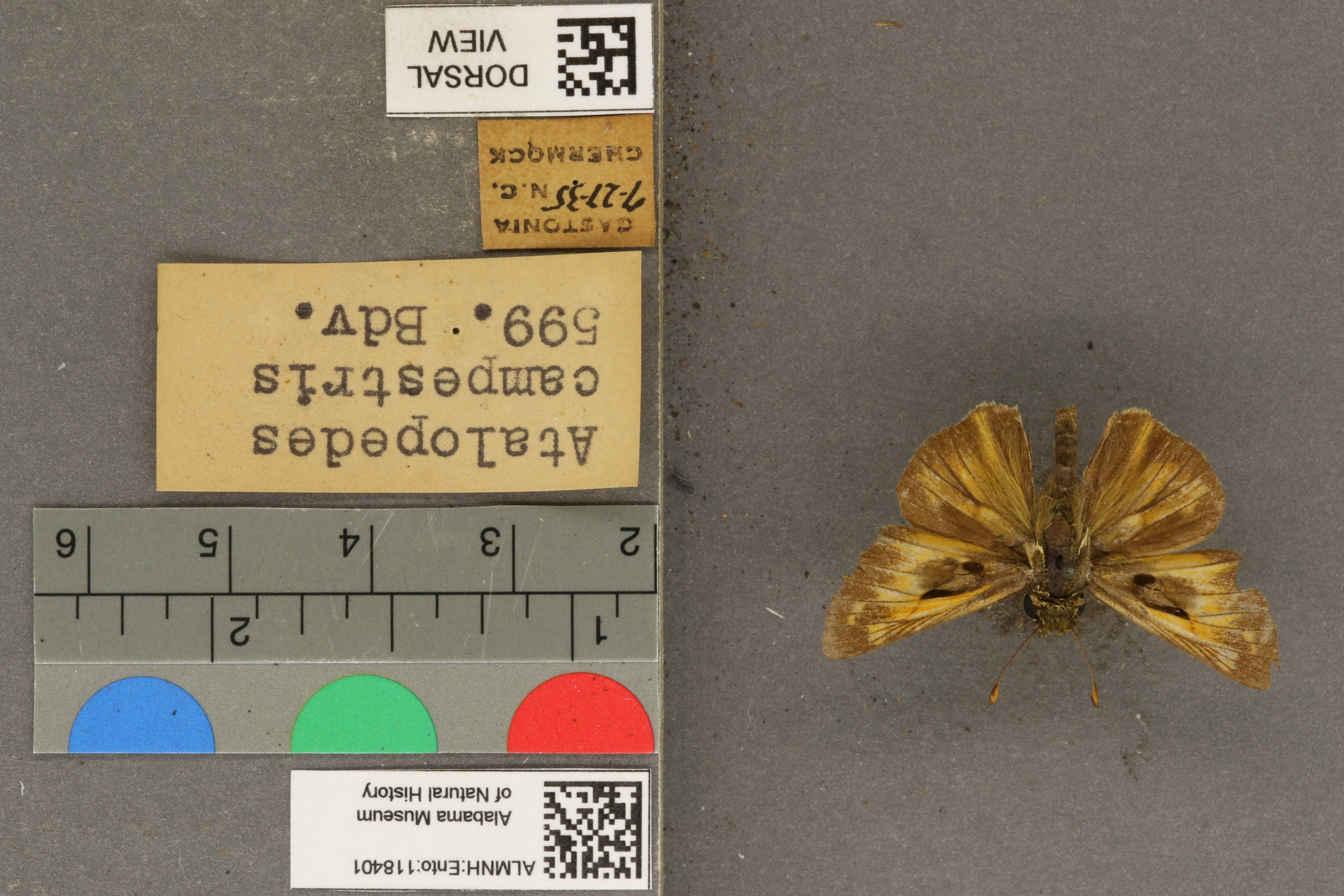 Atalopedes campestris
