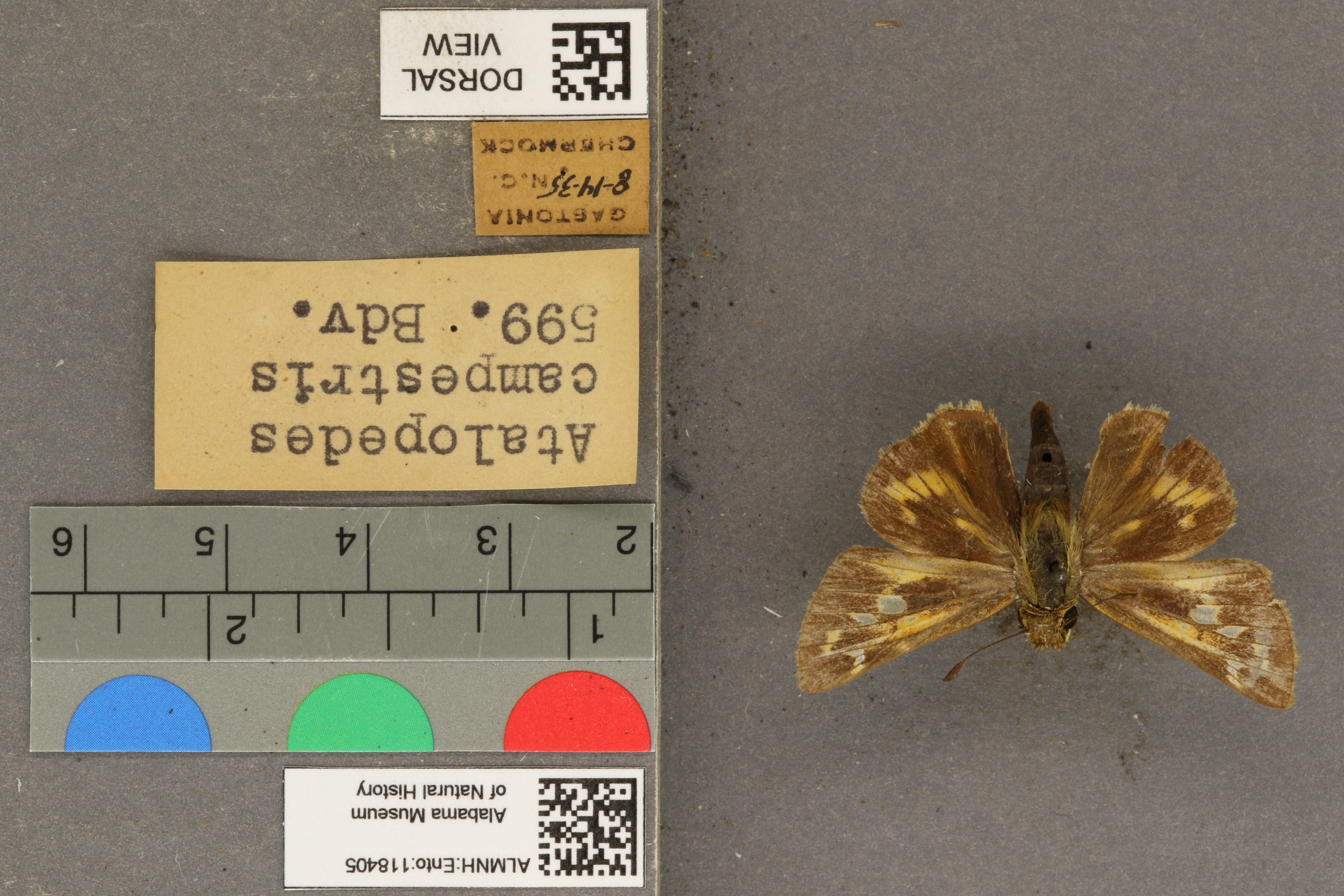 Atalopedes campestris