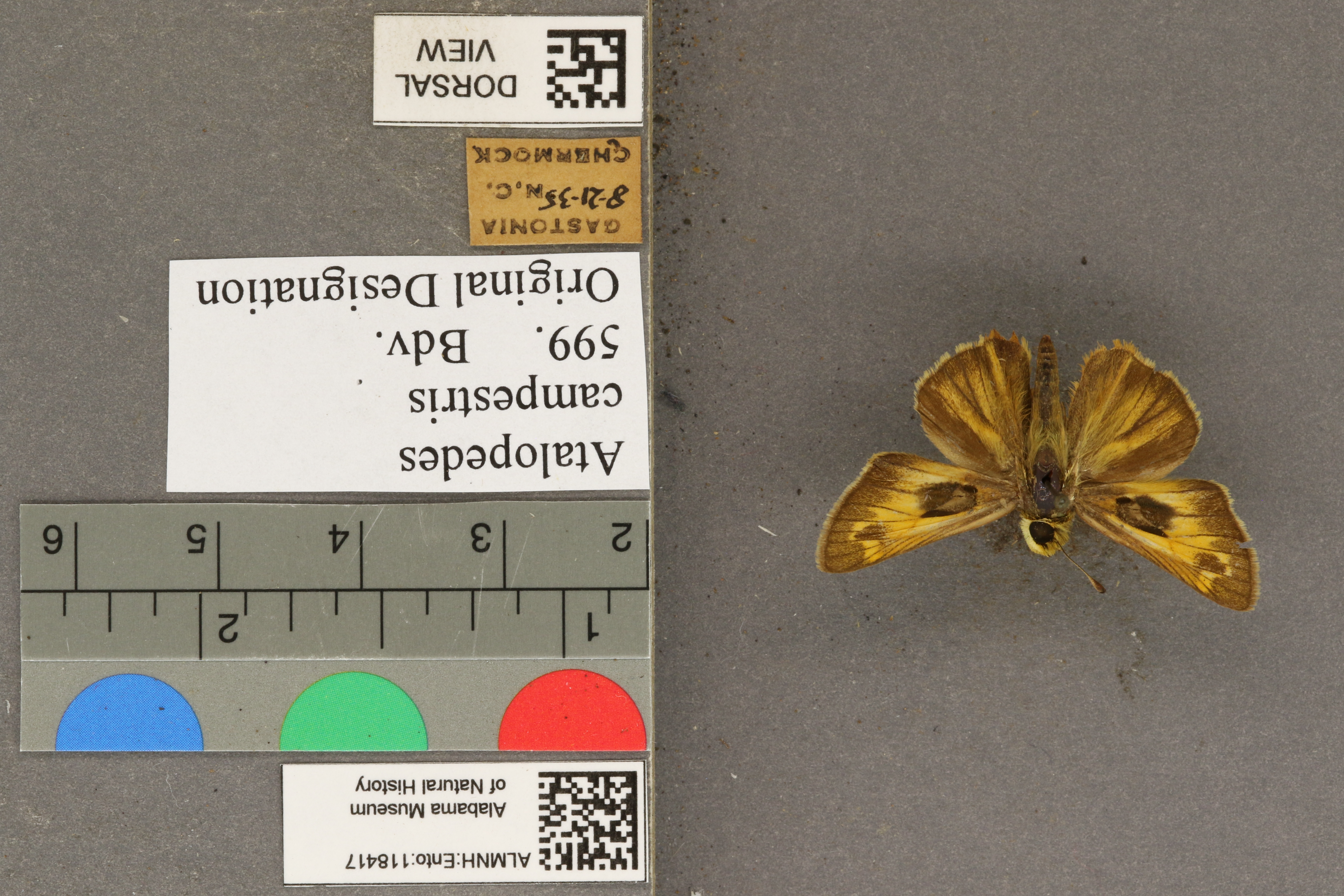 Atalopedes campestris