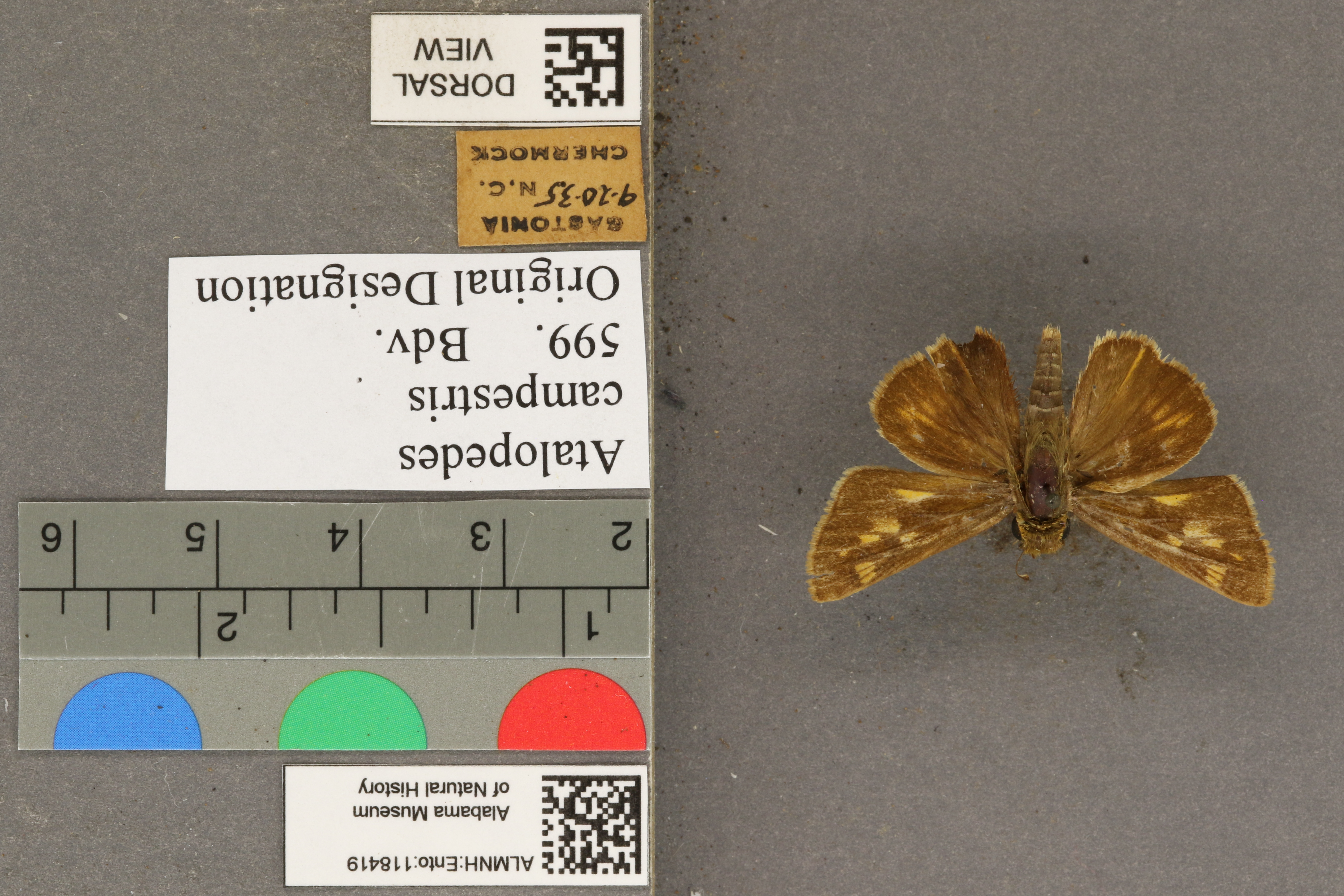 Atalopedes campestris